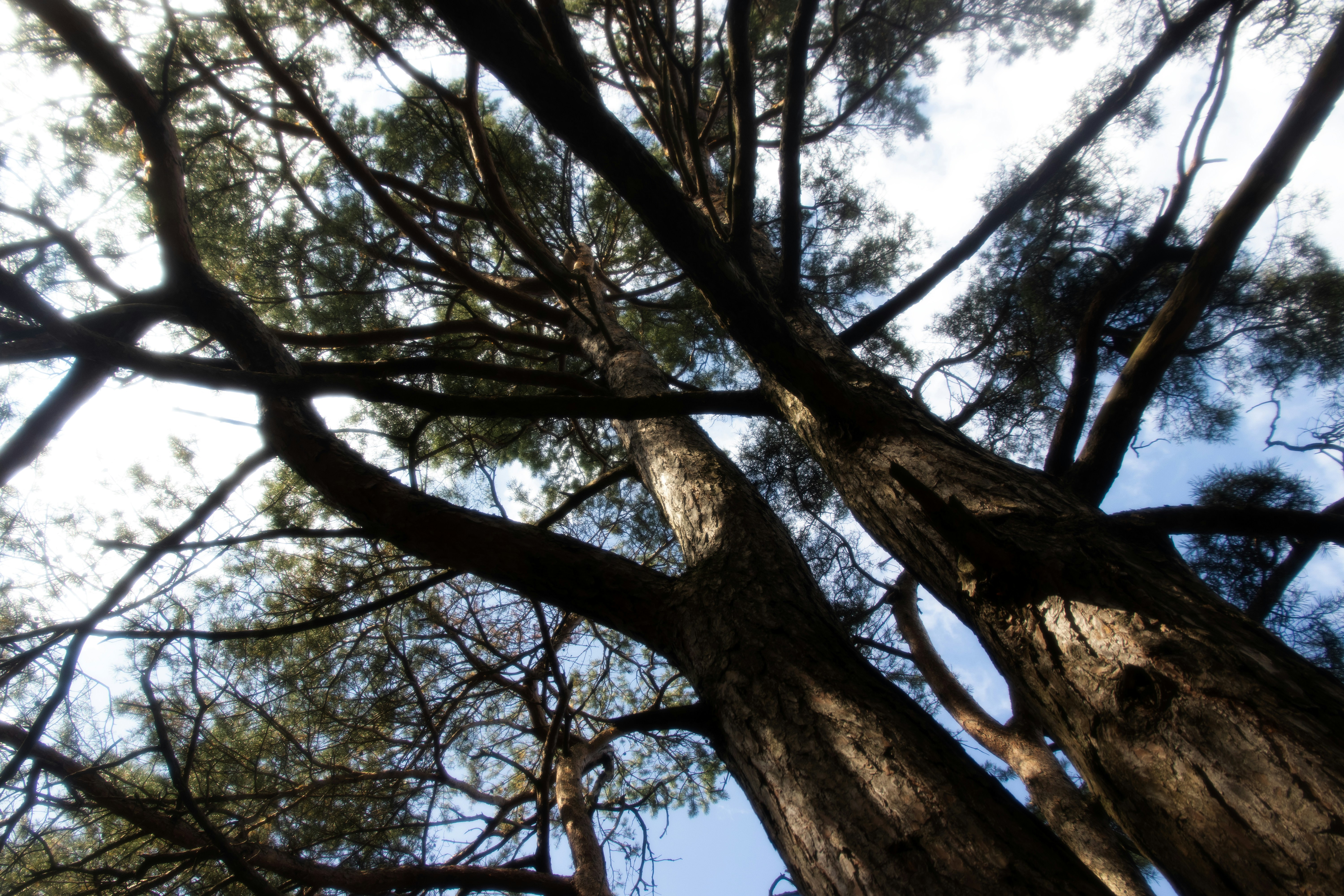 Photo by reinisbruzitis