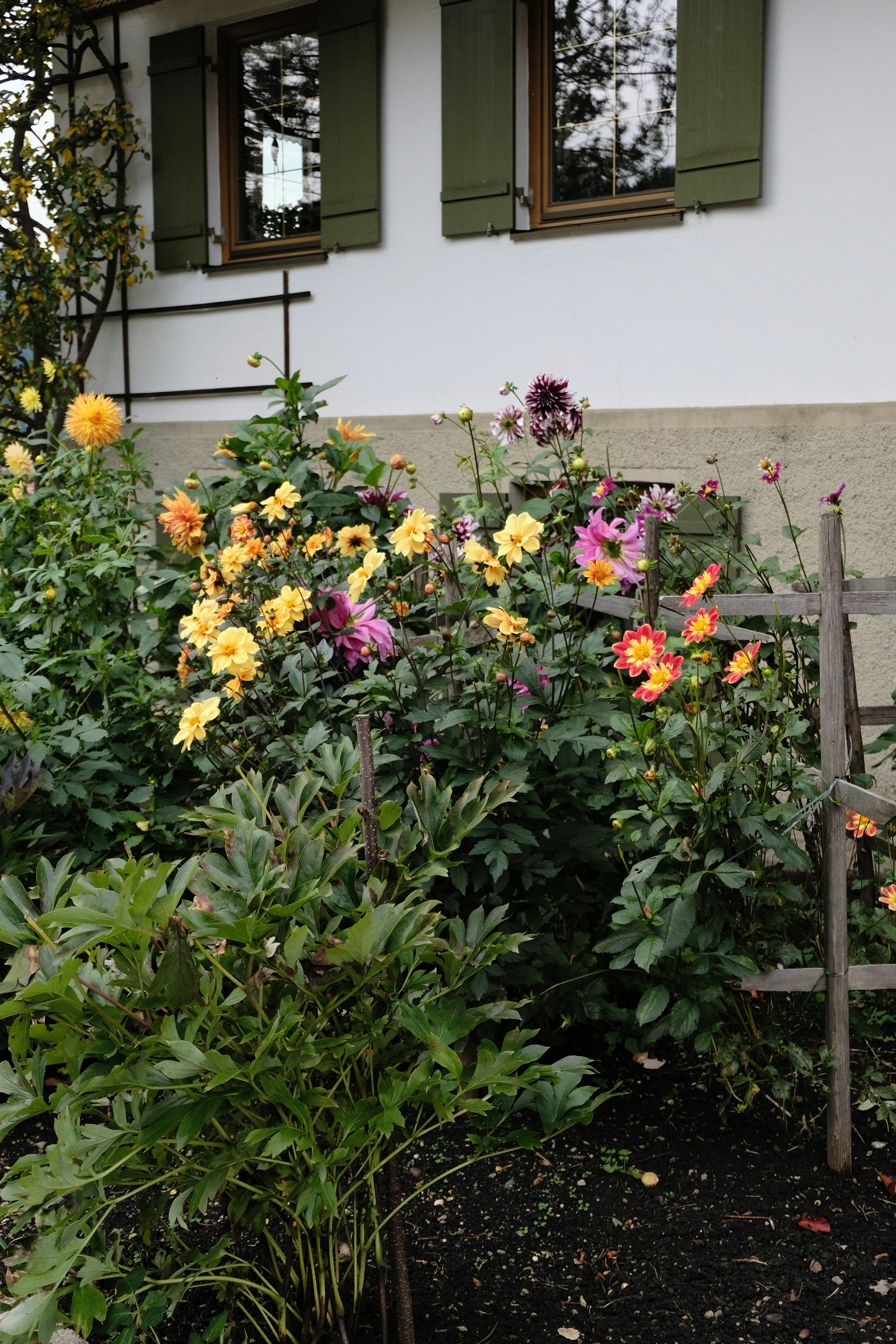 Colorful dahlias bloom beside a white building.