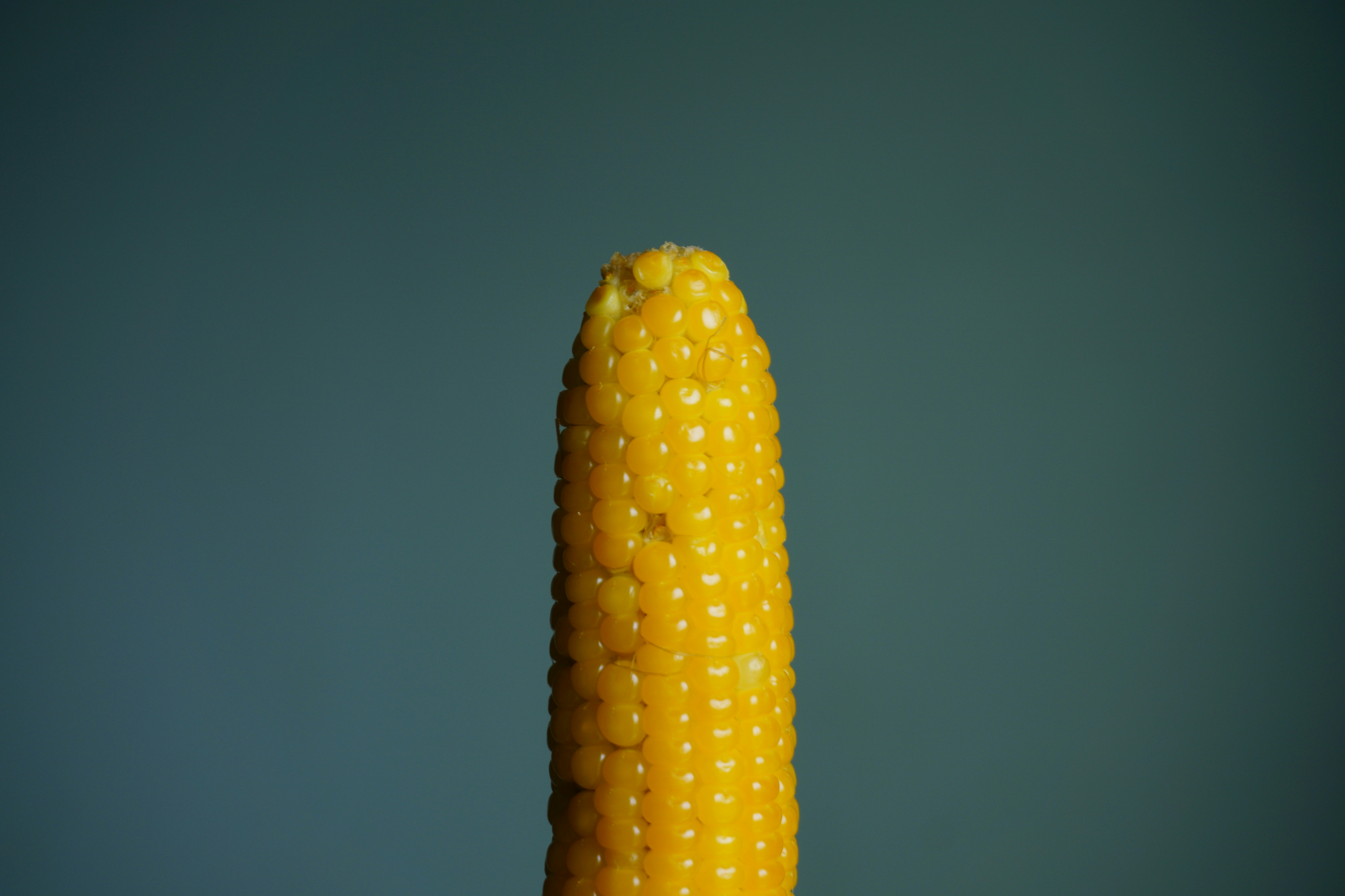 A single ear of yellow corn against a blue background