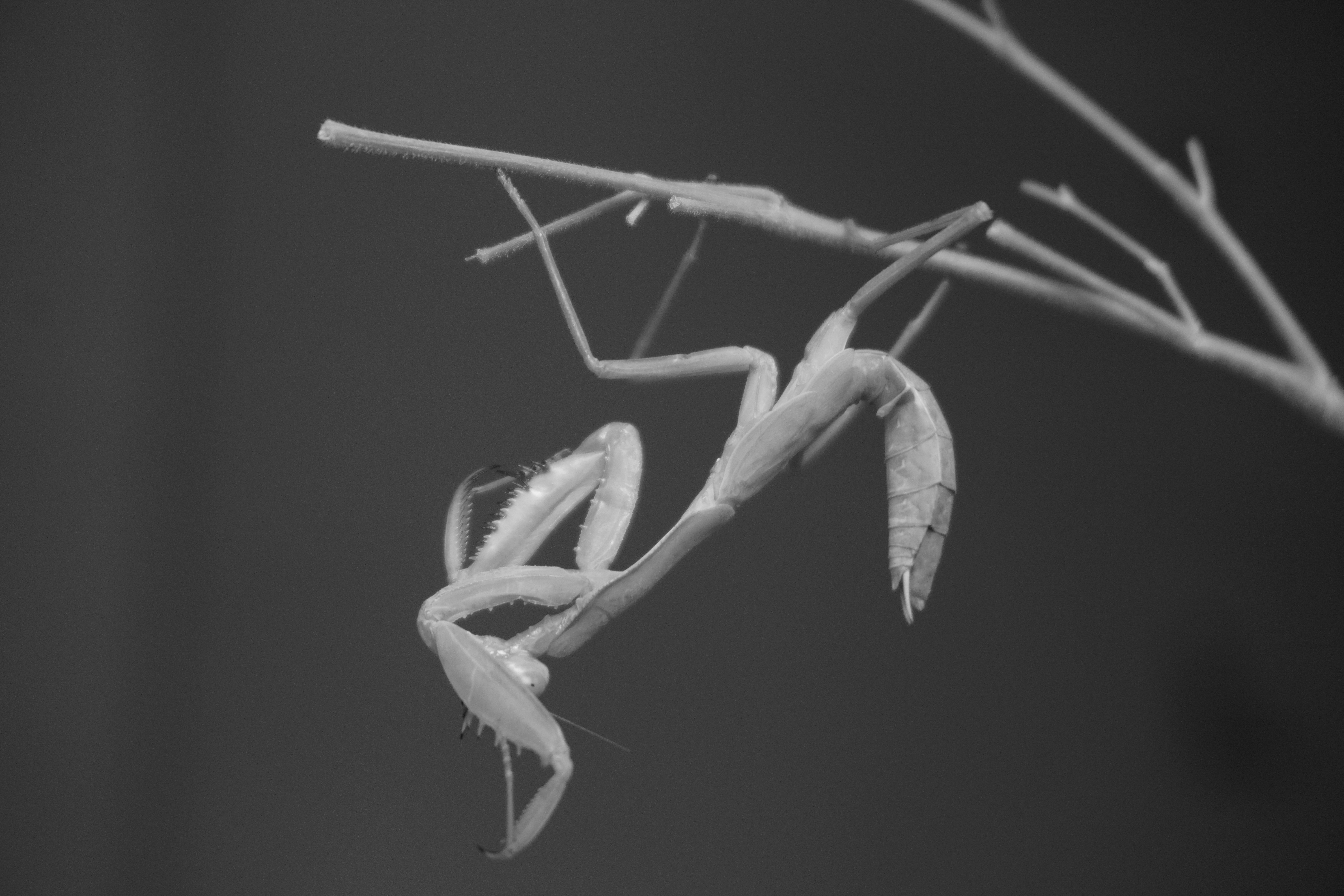 A praying mantis clings to a thin branch.