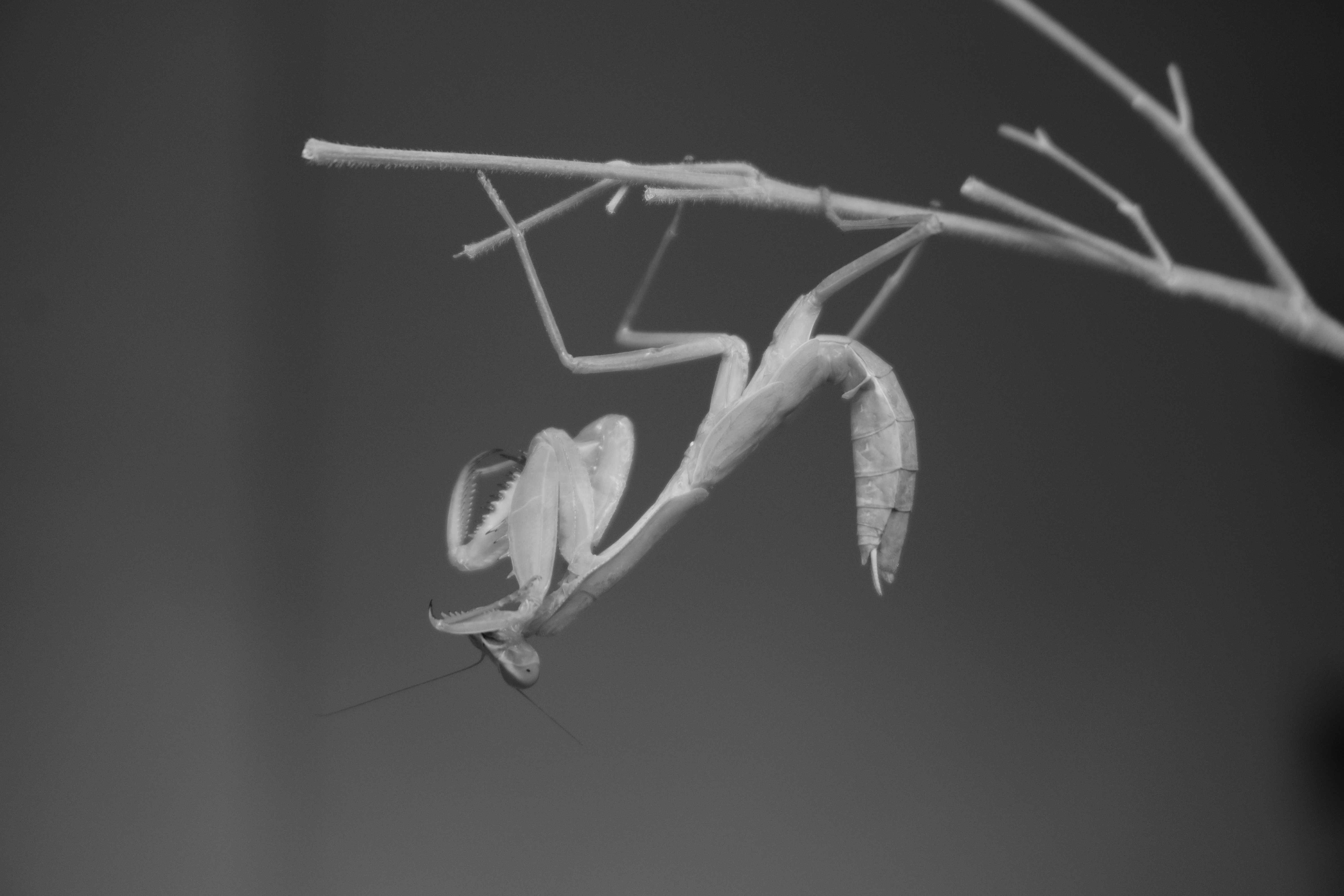 A praying mantis hangs upside down from a branch.