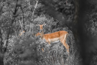 The Ultimate Guide to Choosing the Best Trailcams with Night Vision & Thermal Imaging for Hunting