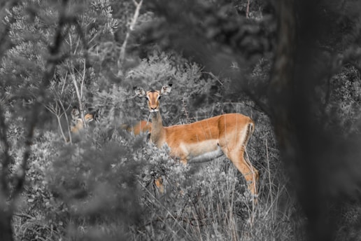 The Ultimate Guide to Choosing the Best Trailcams with Night Vision & Thermal Imaging for Hunting