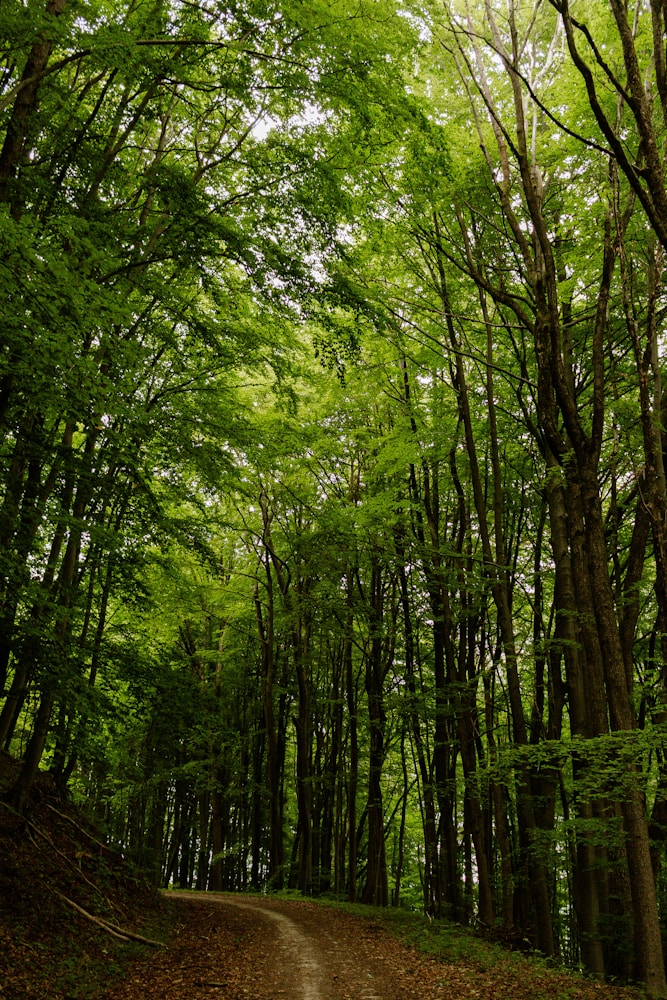 Dense woodland — tick-borne encephalitis is found across forested parts of Europe