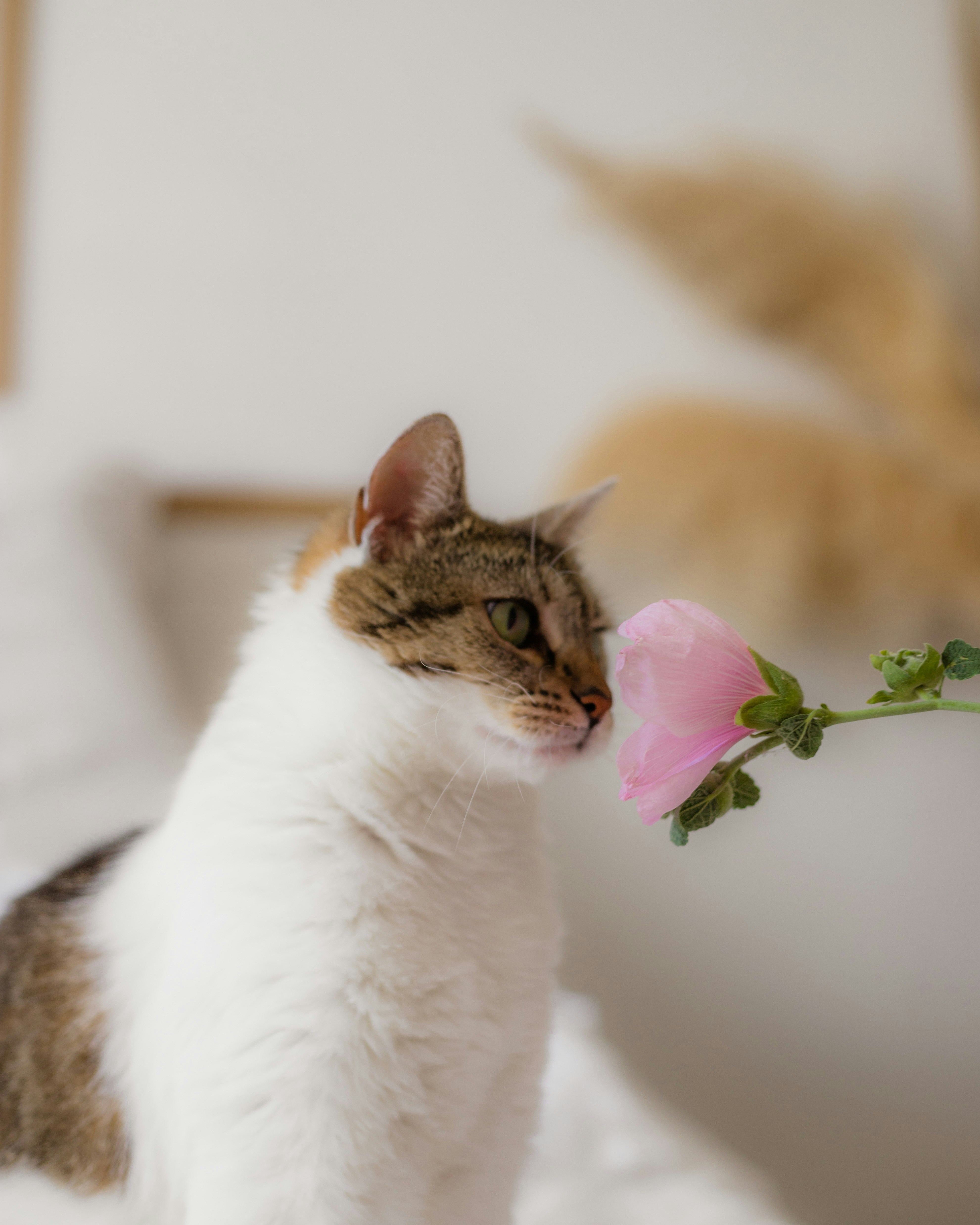 Un gatto soriano e bianco annusa un fiore rosa.