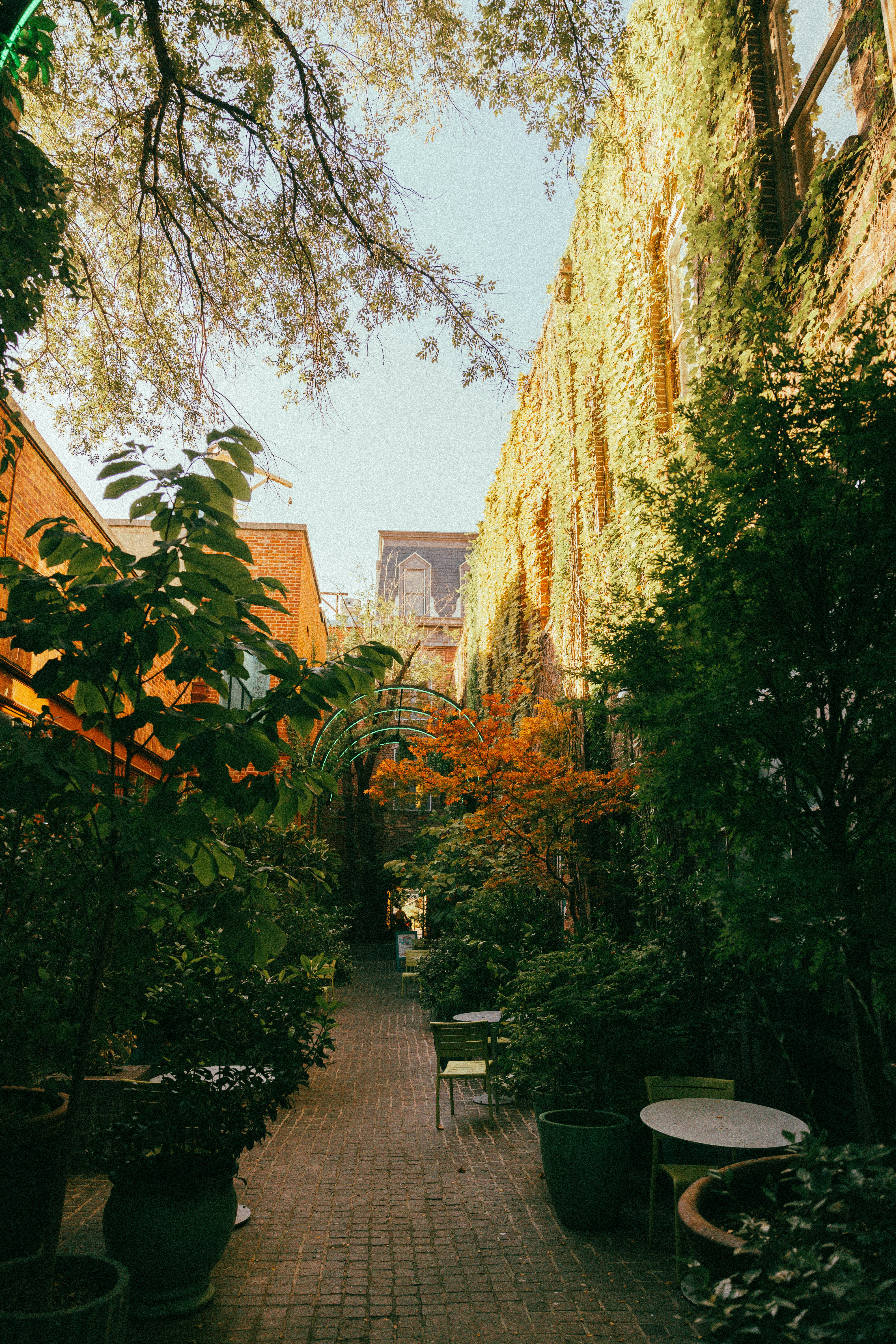 Um pátio verdejante com árvores e trepadeiras de hera