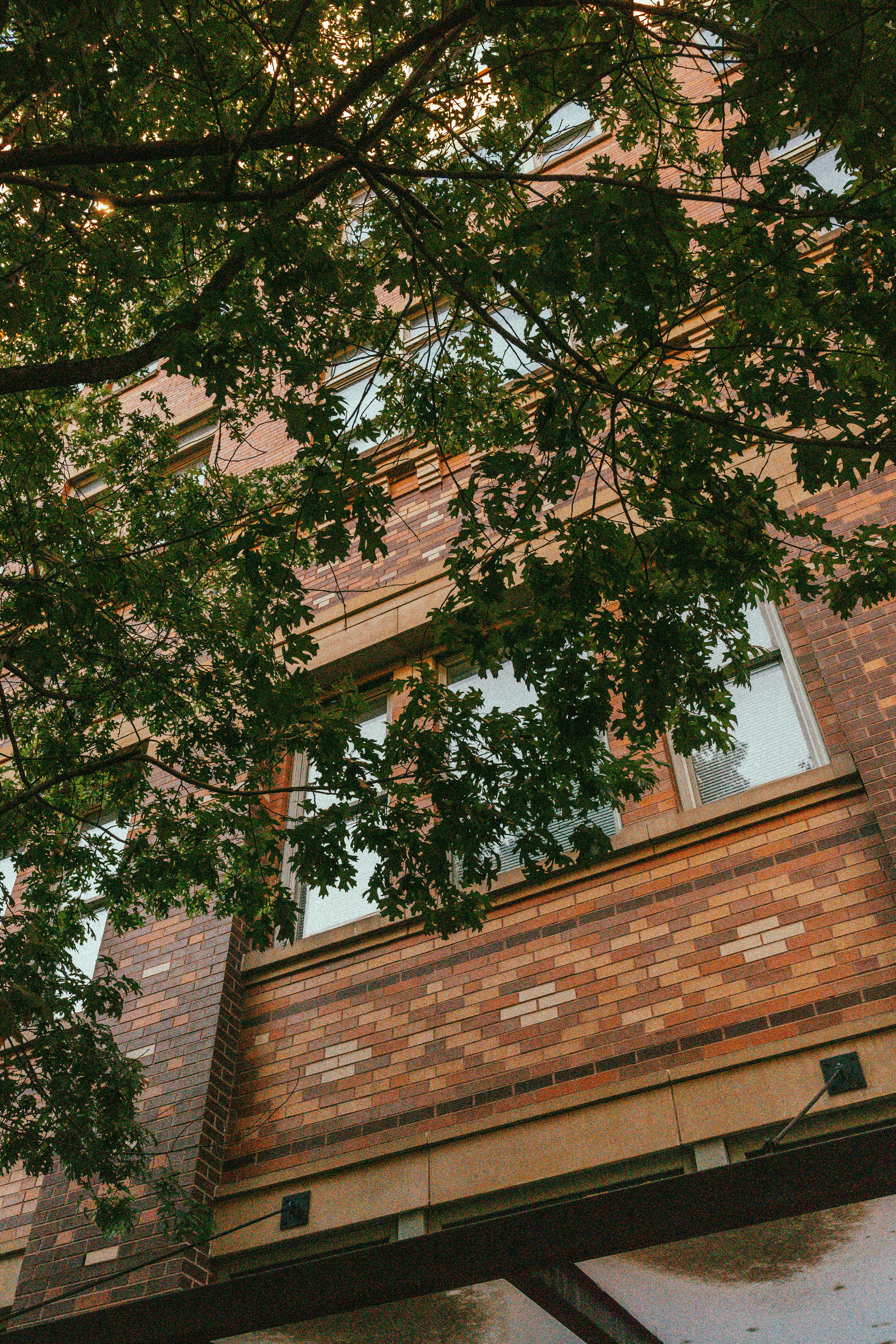 Fachada de edifício de tijolos vista através de galhos de árvores
