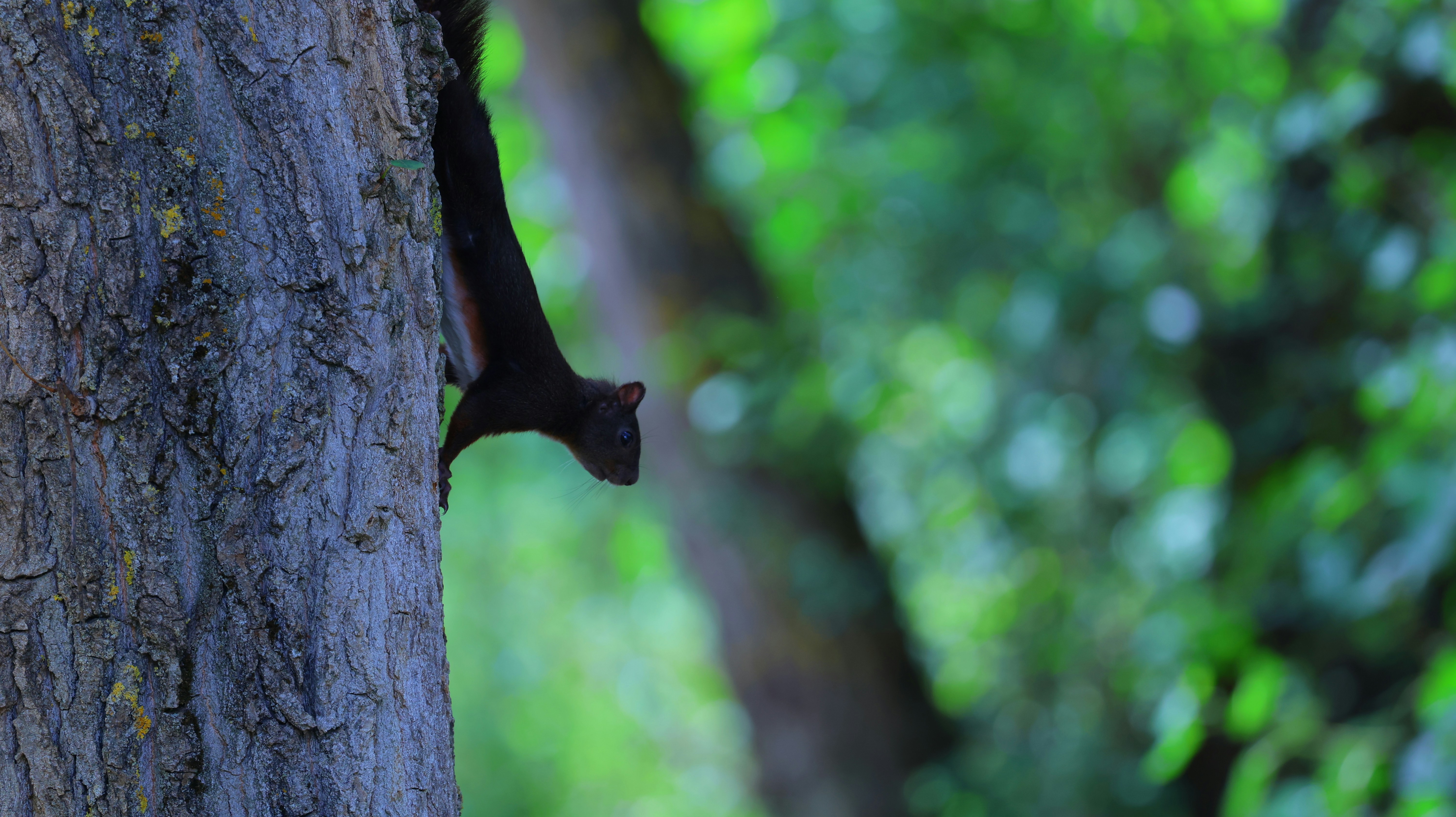 A dark squirrel climbs a textured tree trunk.