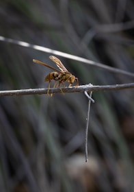 A yellow wasp rests on a thin branch.