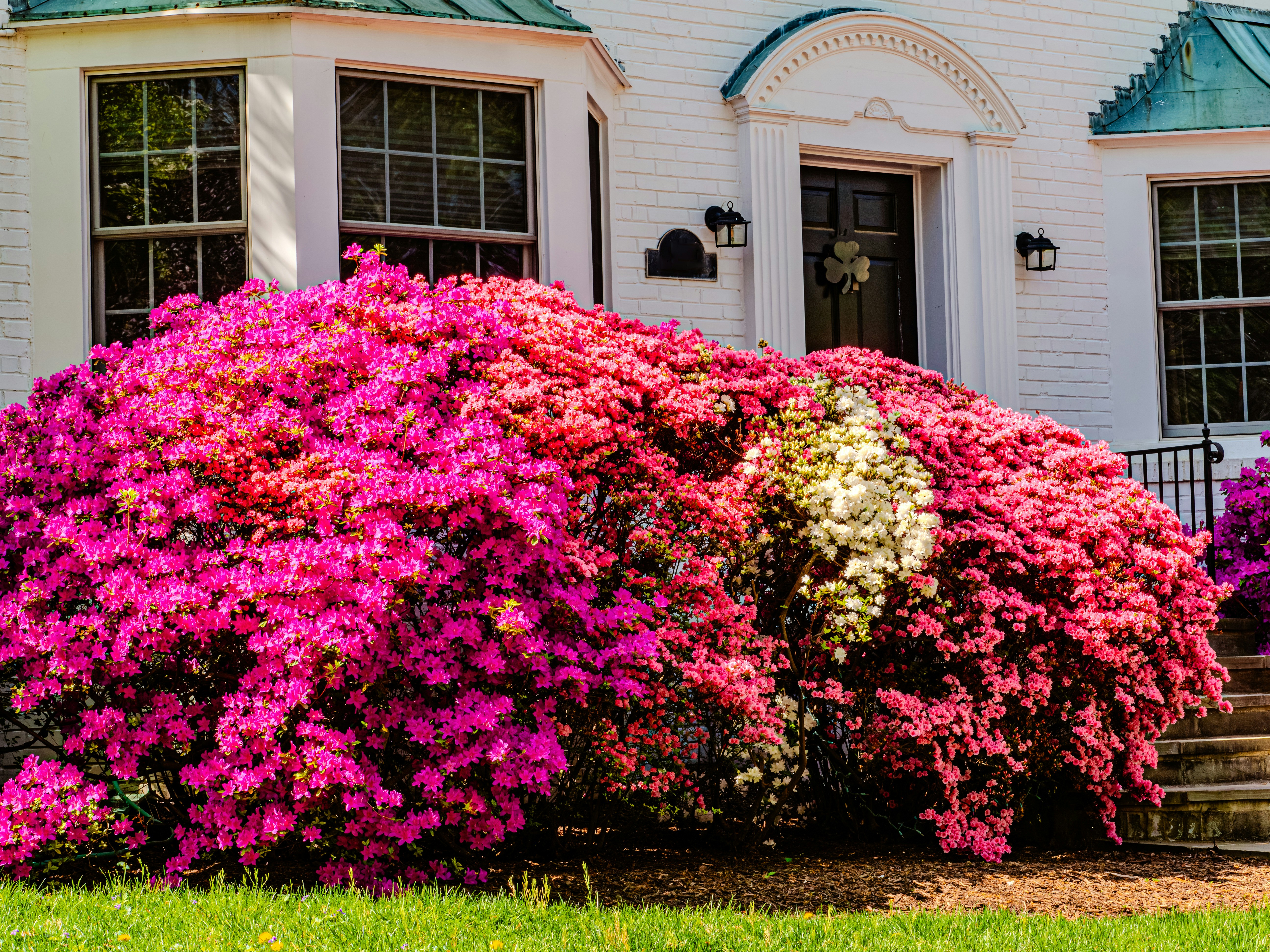 Großer Busch mit leuchtend rosa und weißen Blüten.