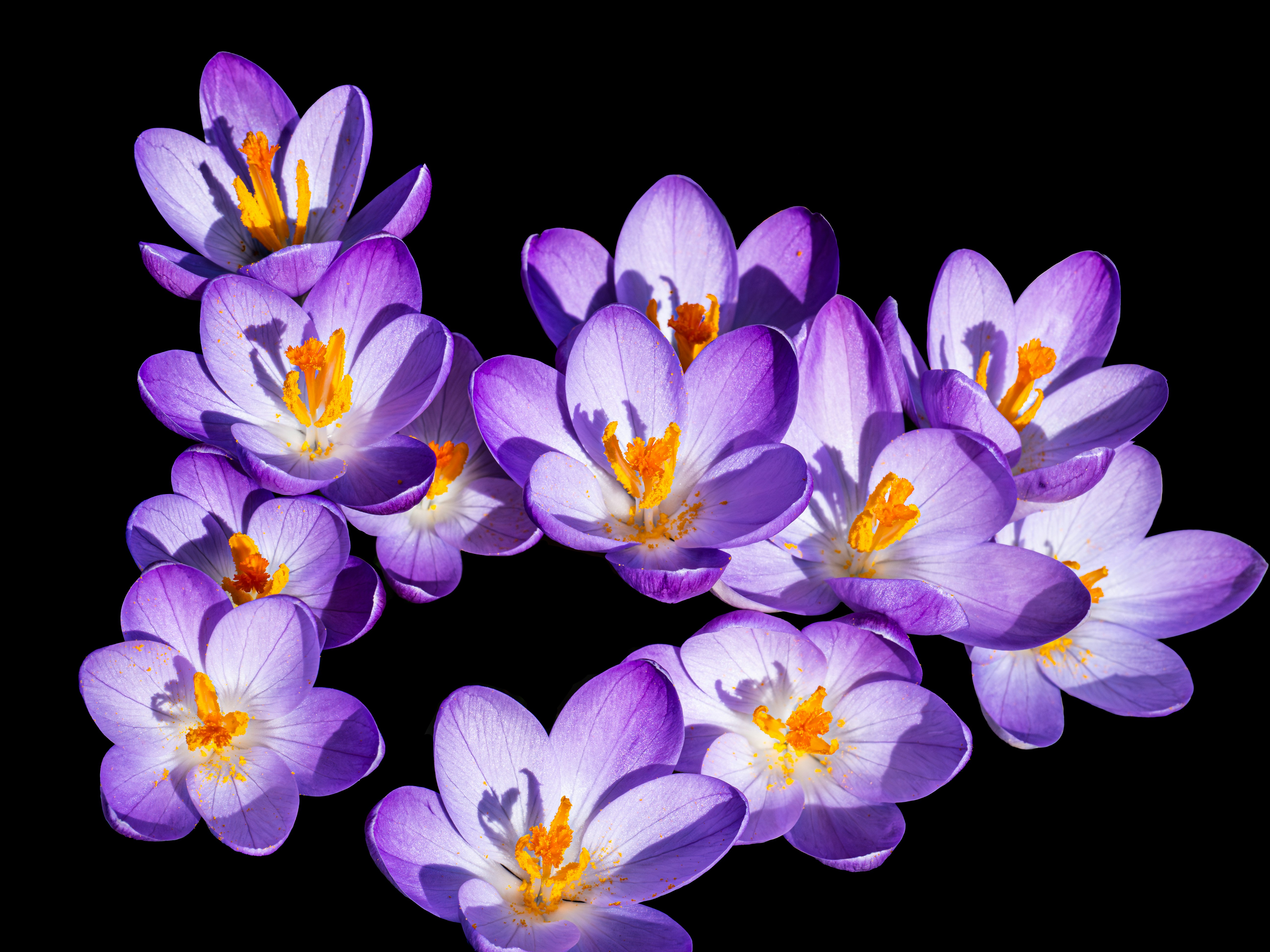 A cluster of purple crocuses on a black background