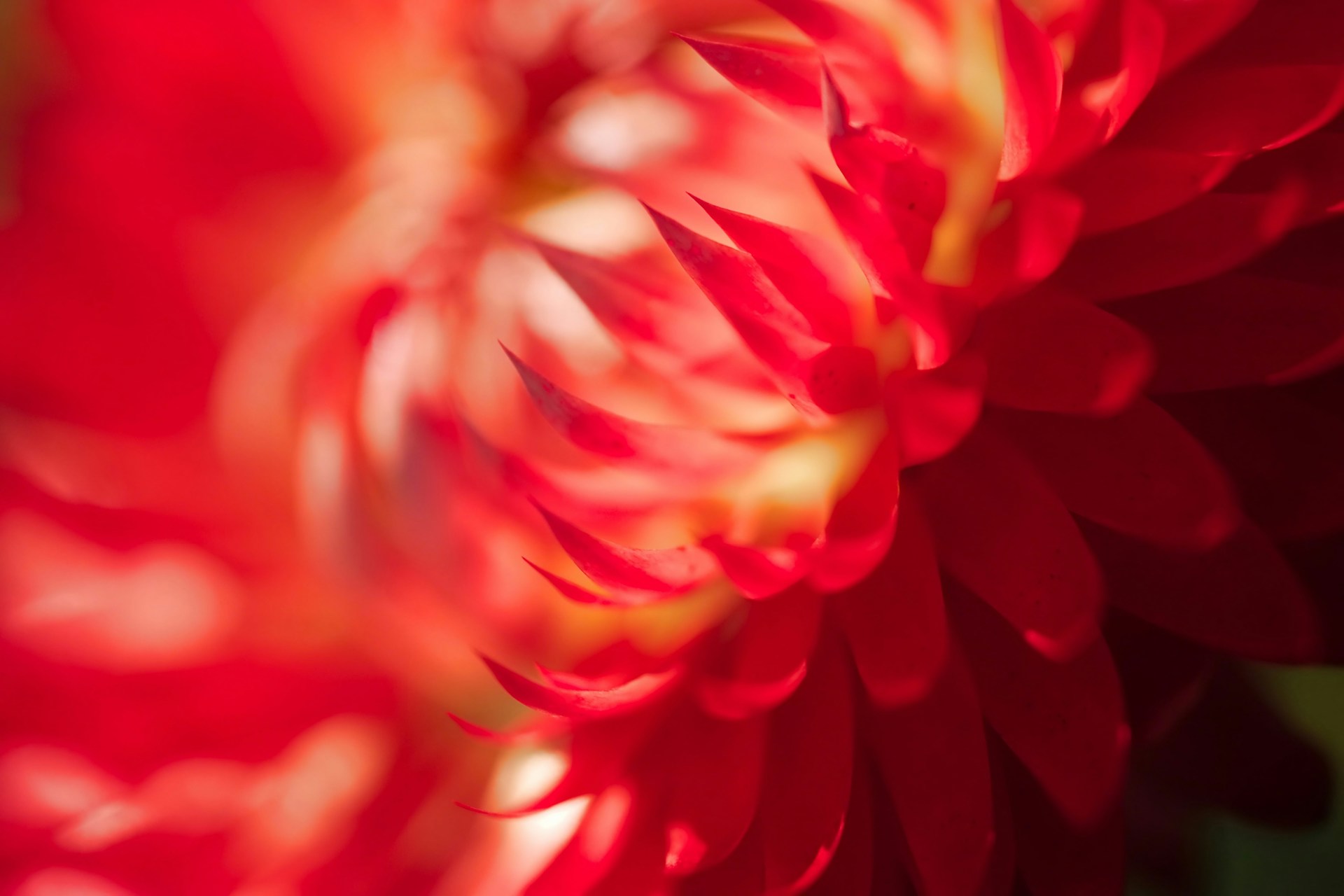 Extreme close-up of a vibrant red flower
