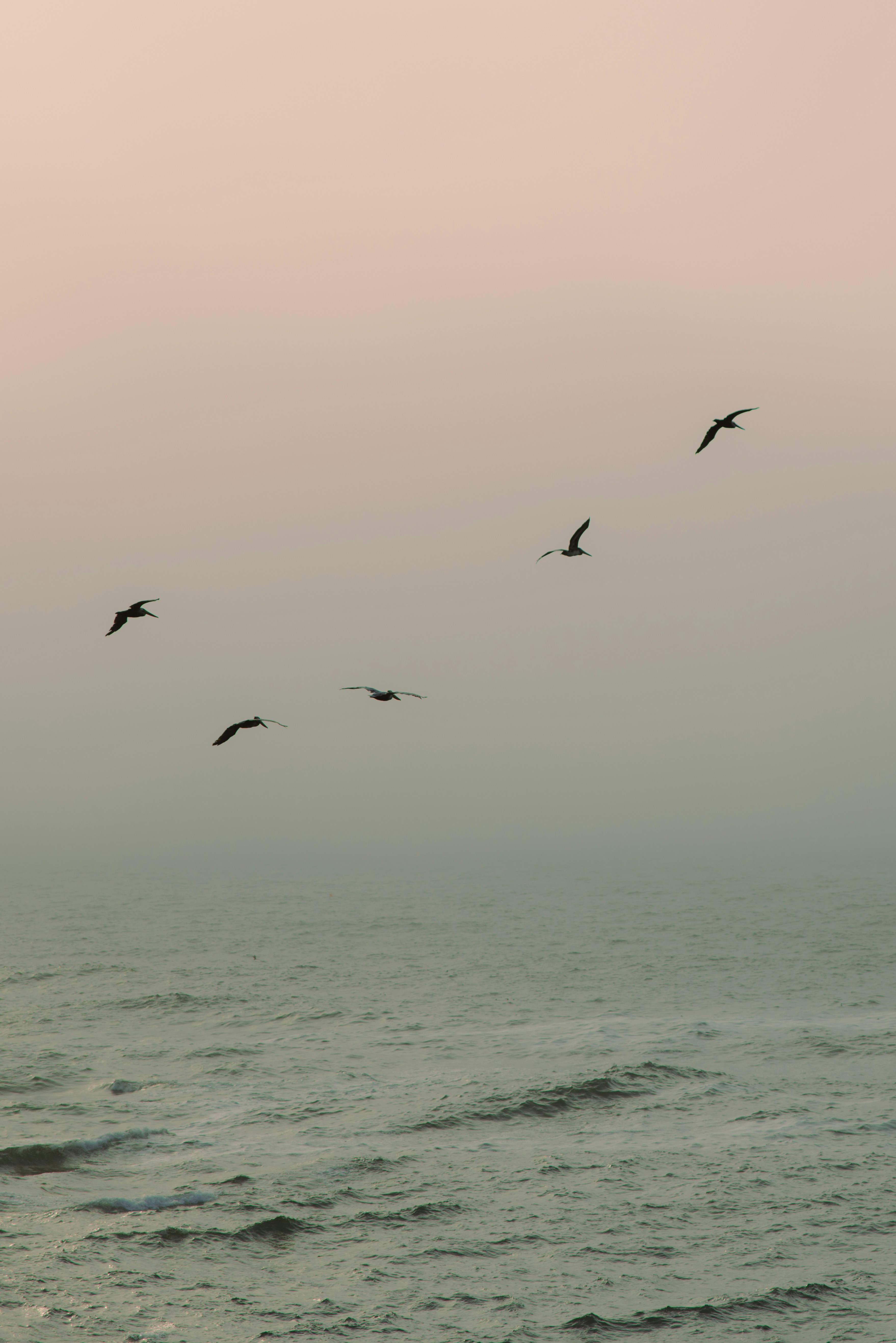 Birds flying over the ocean at sunset