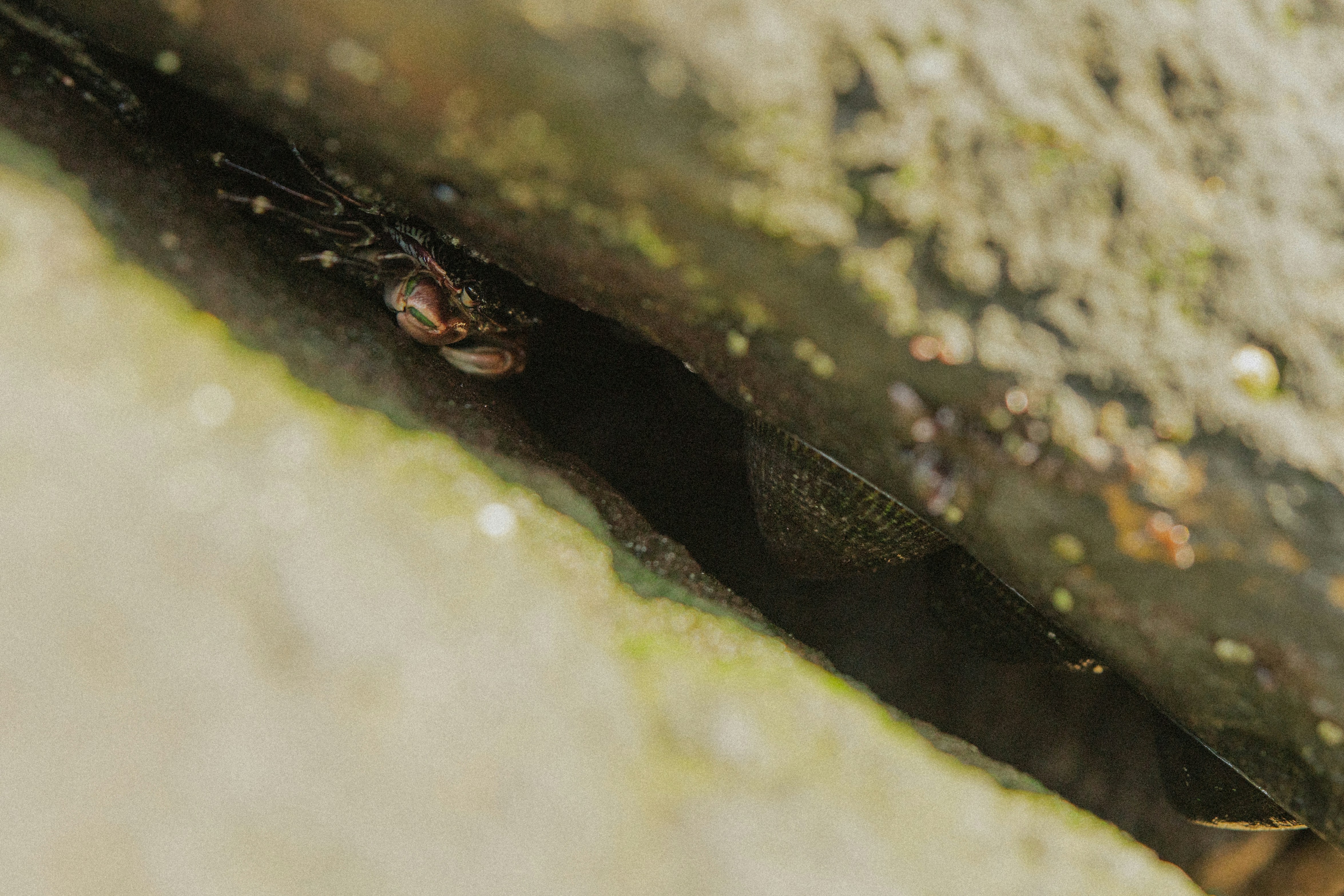 A small spider hides in a dark crevice.