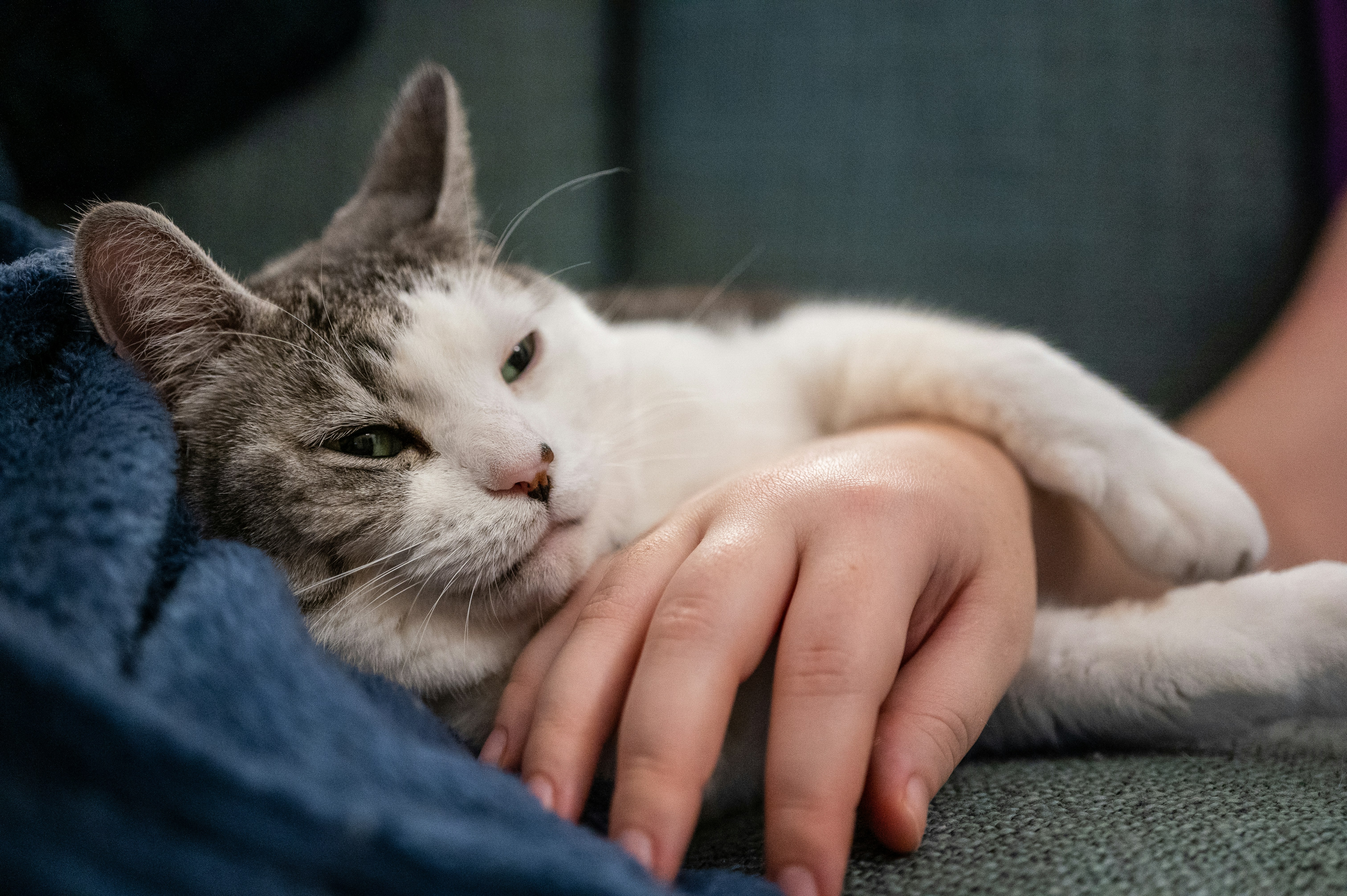 Senior cat resting comfortably