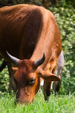 A brown cow grazing in a grassy field.