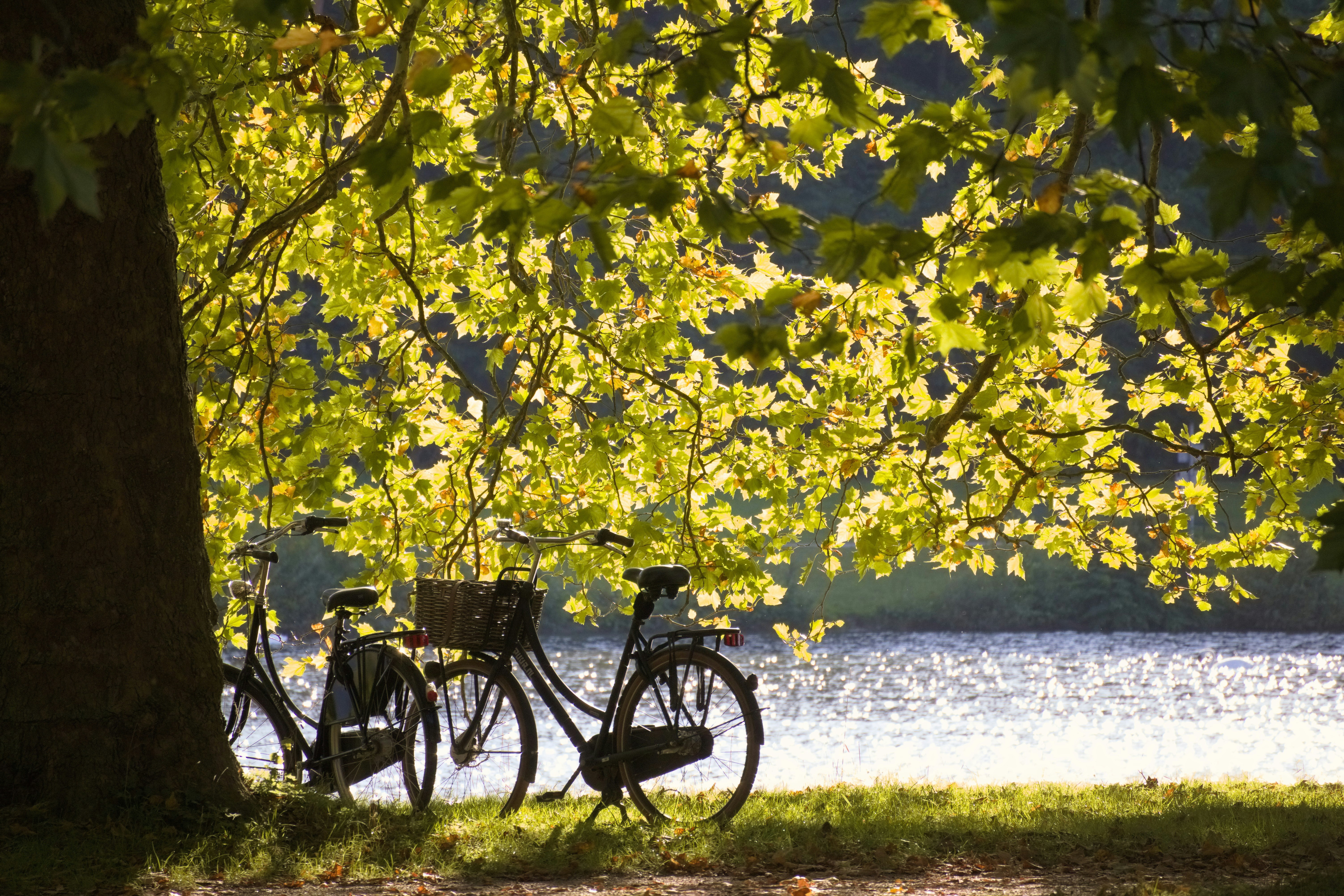 Two bicycles parked under a large tree by a lake.