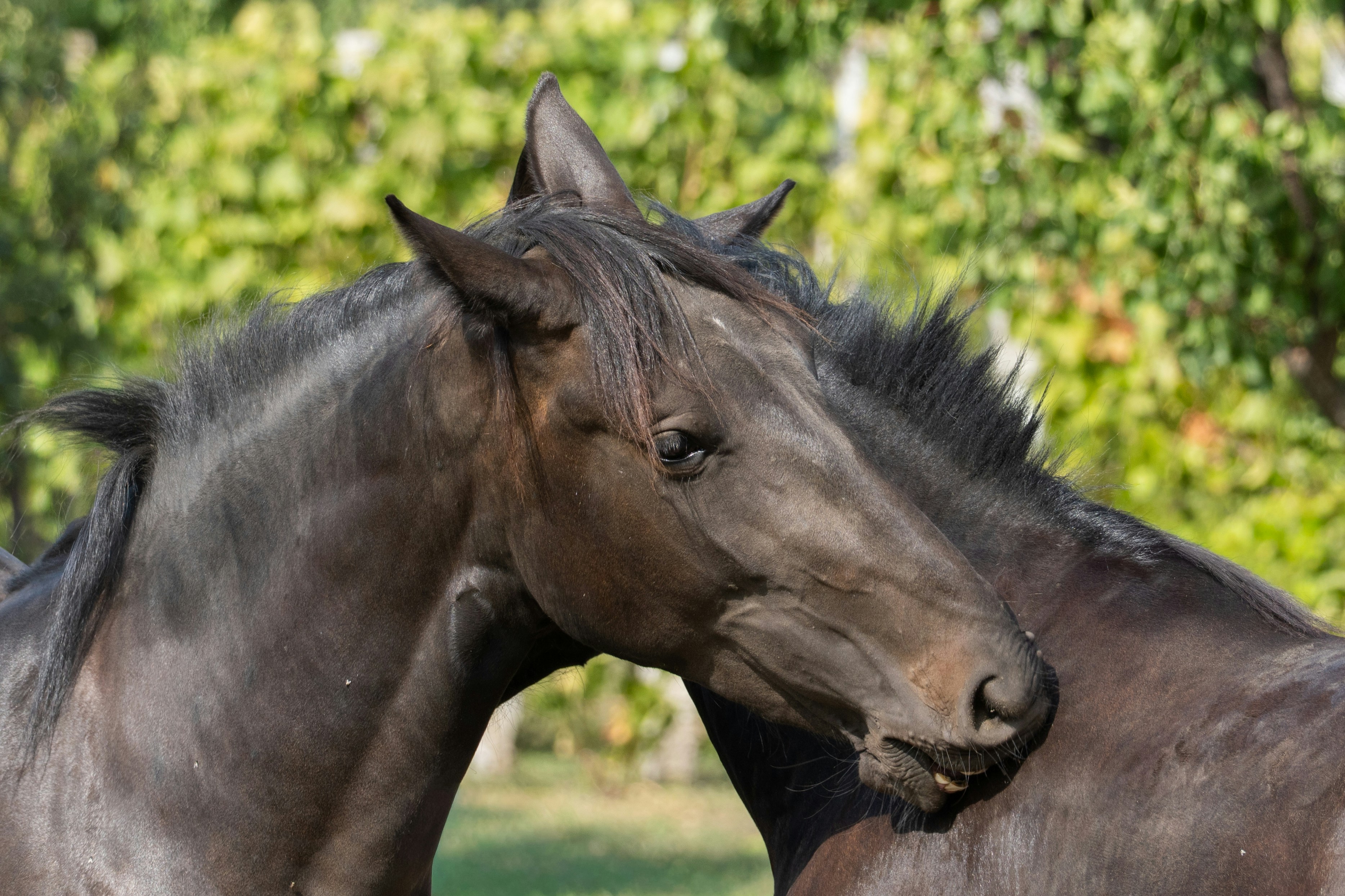 Photo by sinisalekovic