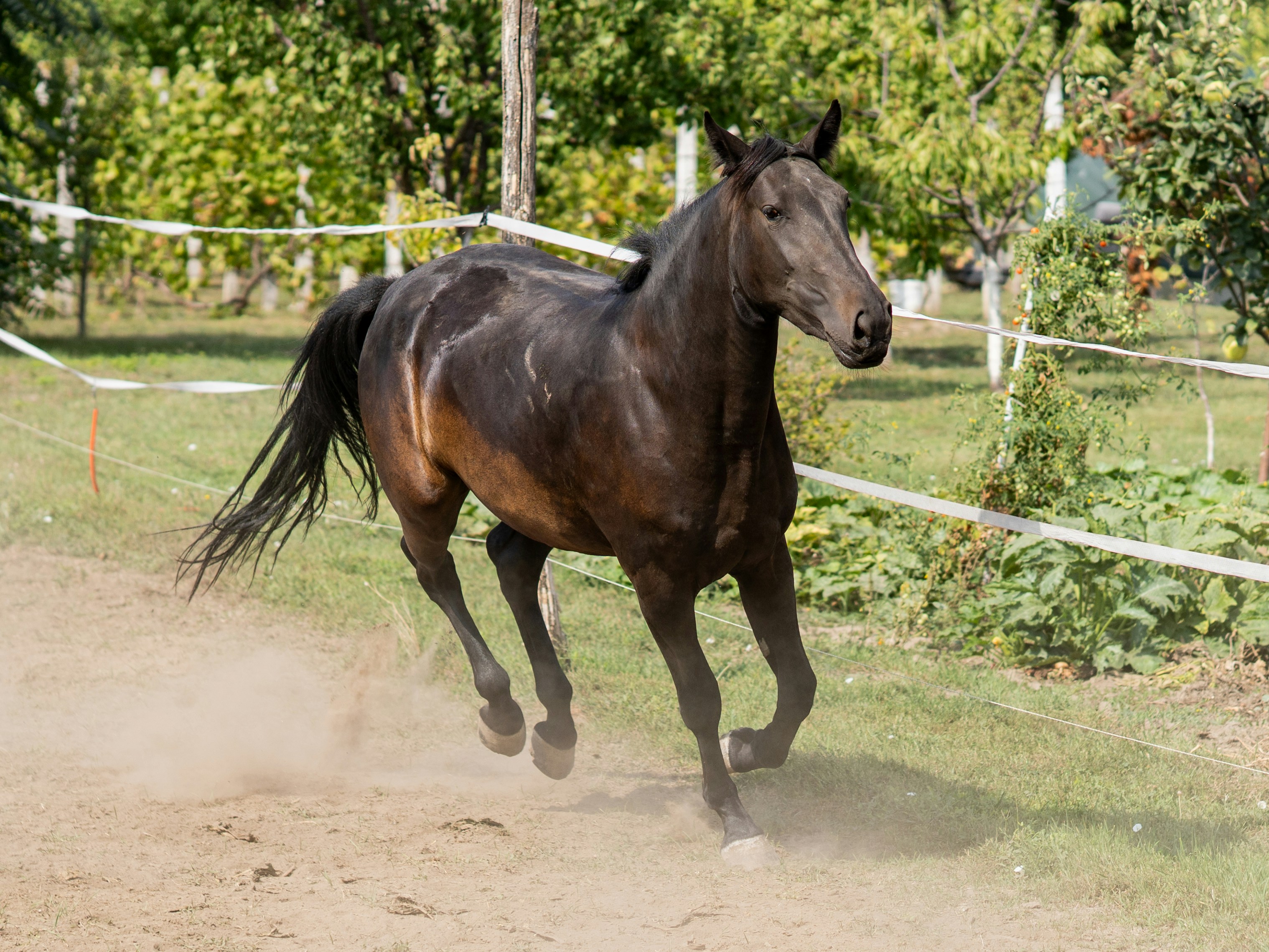 A dark horse running in a dusty field.