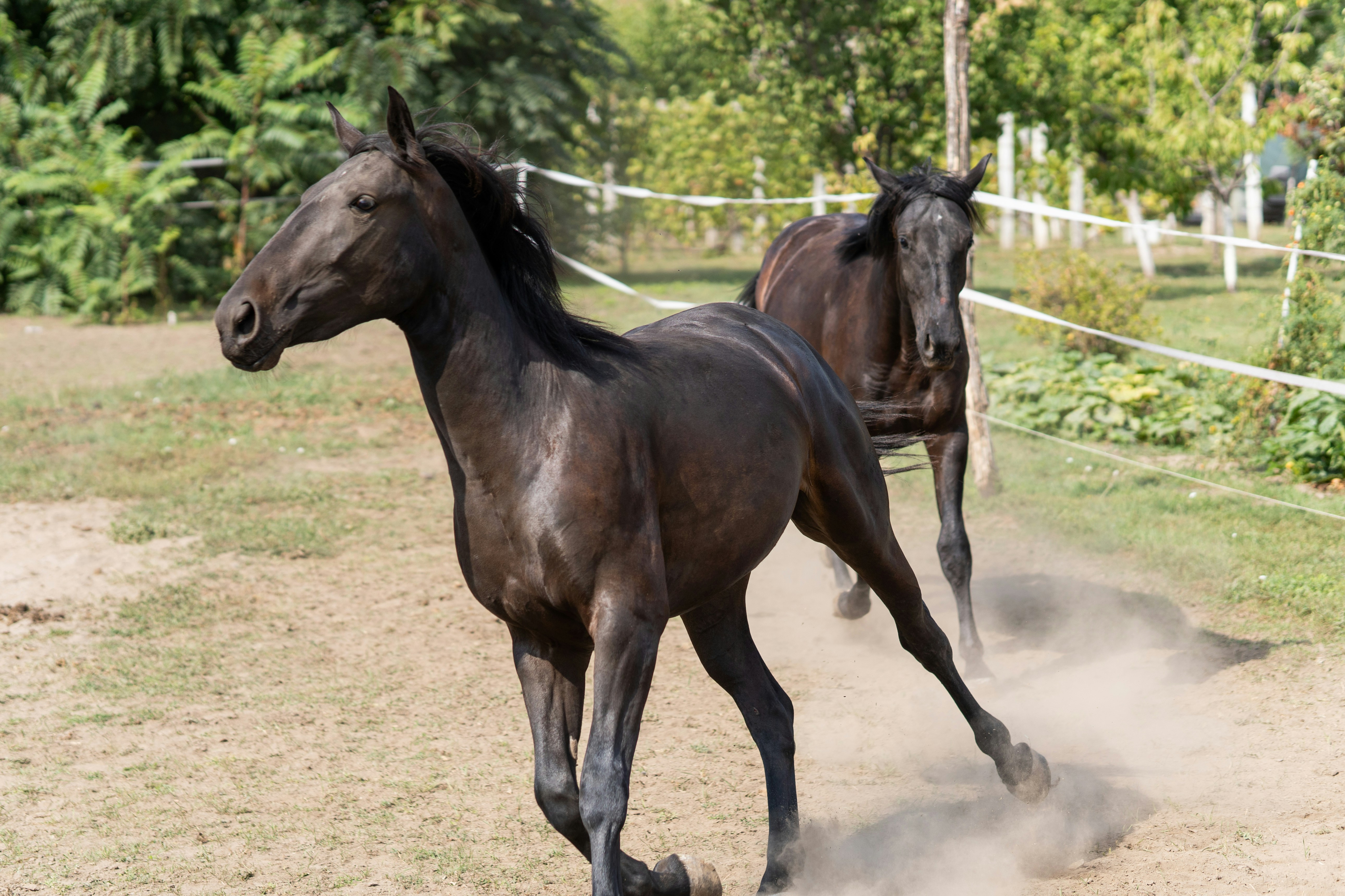 Two dark horses running in a dusty field.