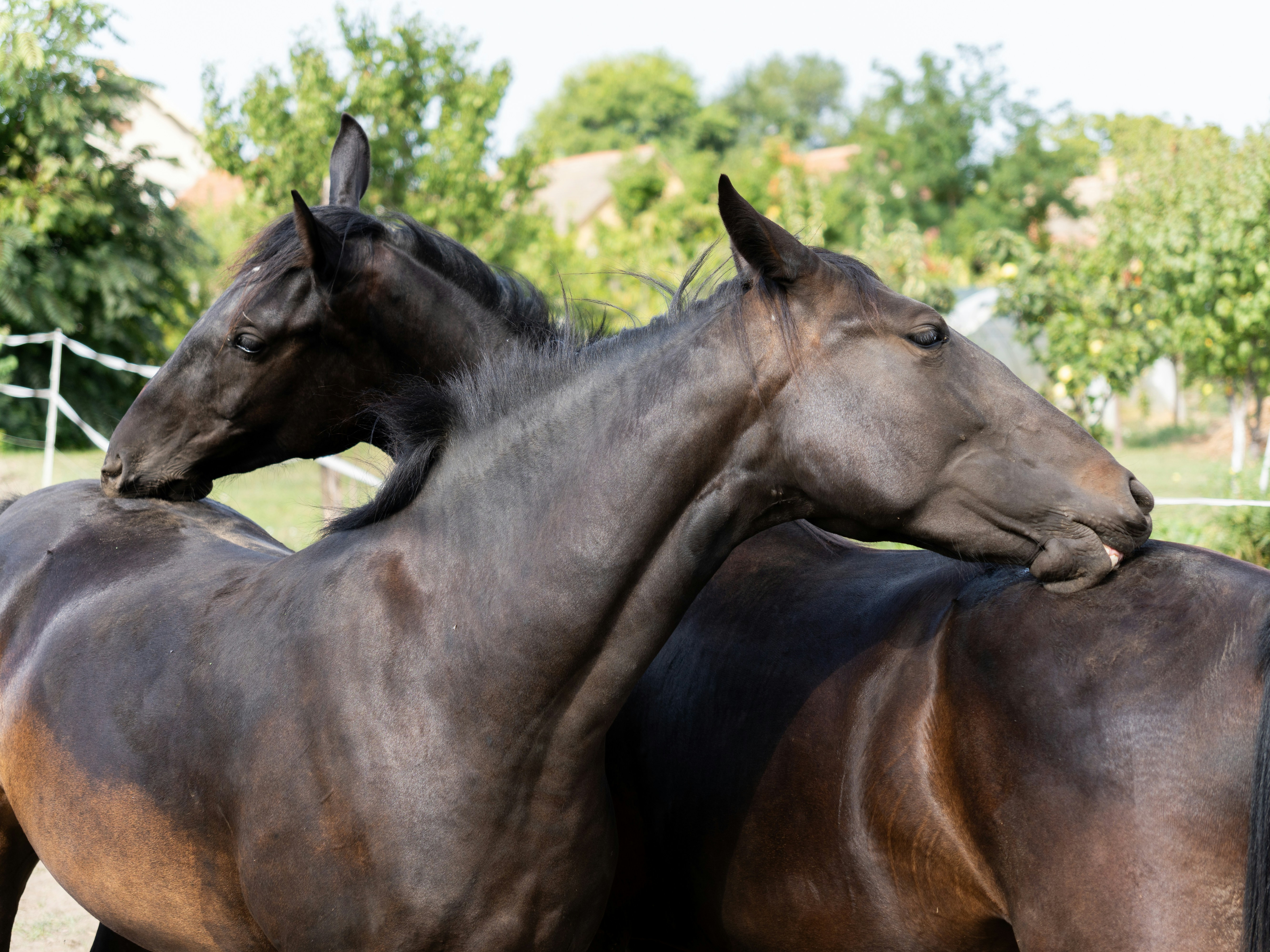 Photo by sinisalekovic