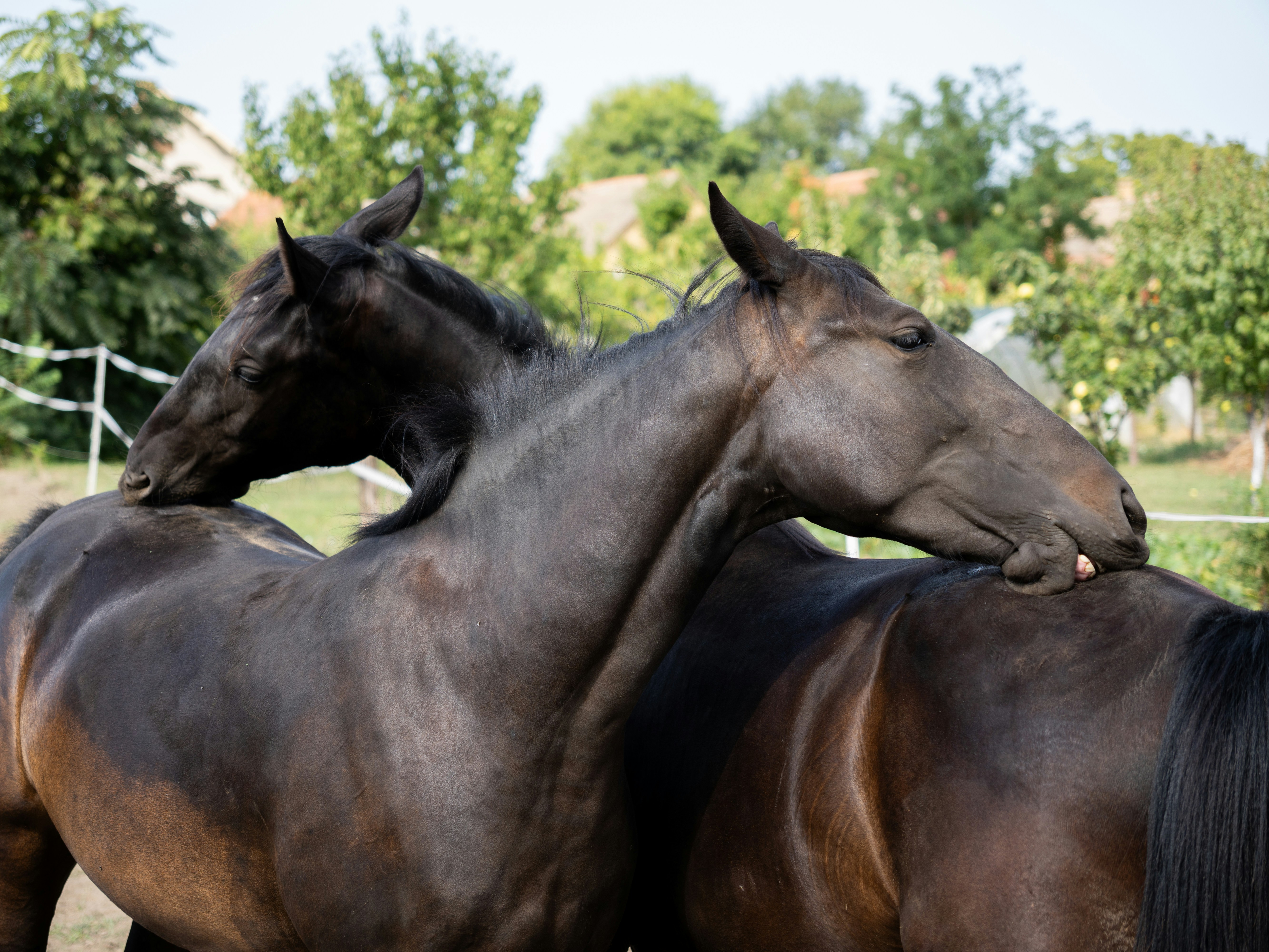 Photo by sinisalekovic