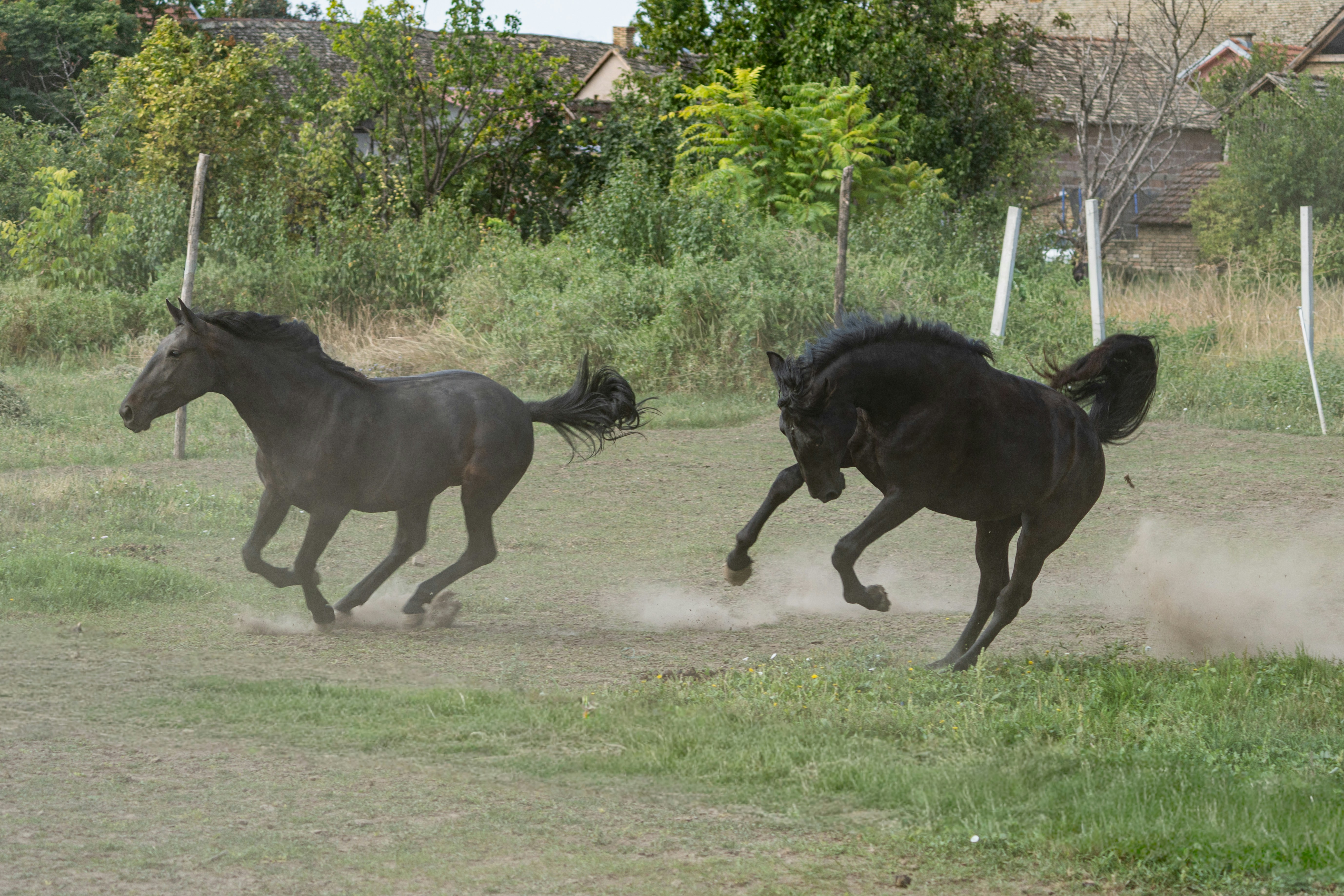 Zwei dunkle Pferde, die auf einem staubigen Feld laufen.