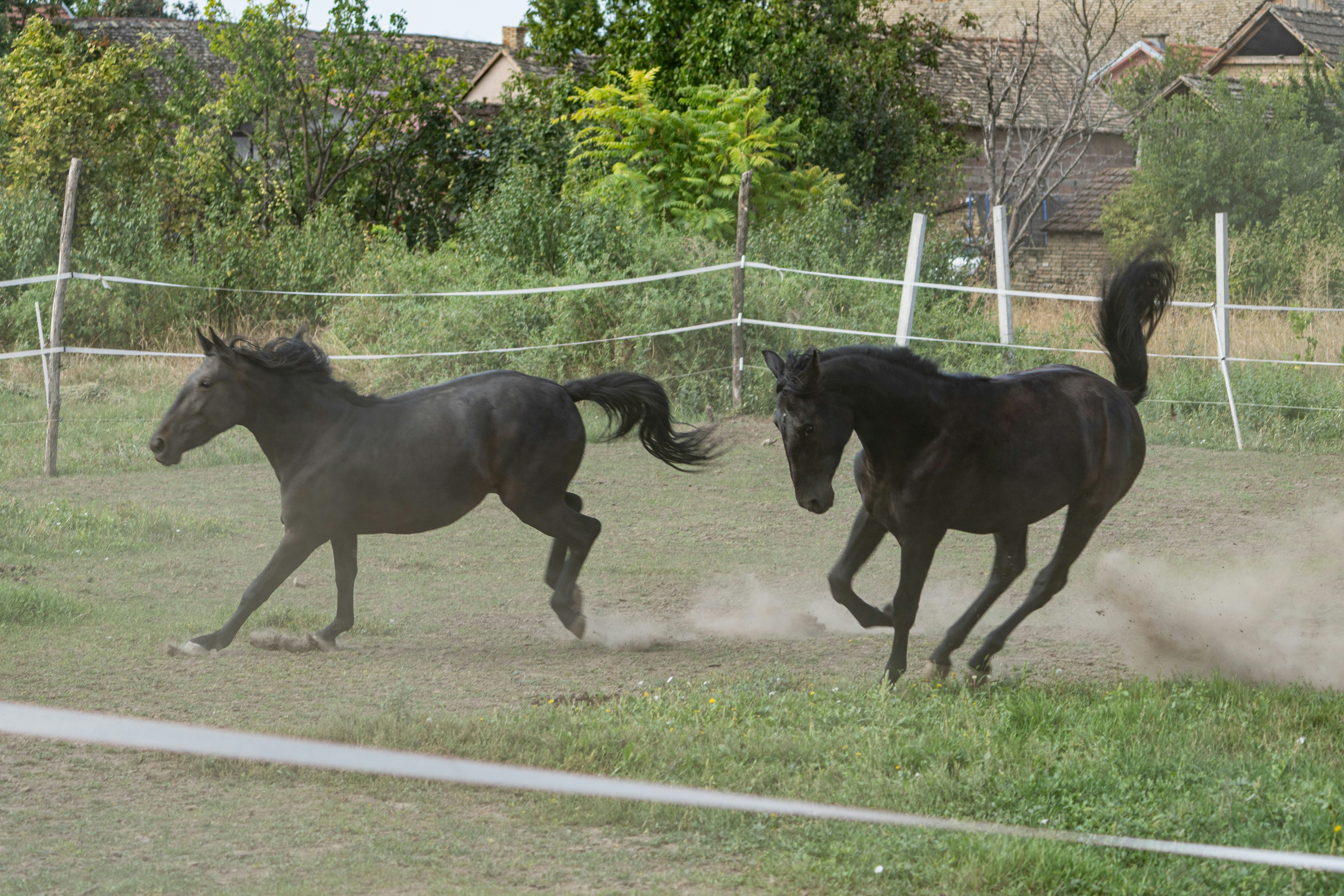 Zwei unbeschriebene Pferde laufen auf einem staubigen Feld