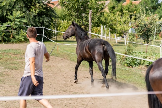 Man training a dark horse in a dusty corral.