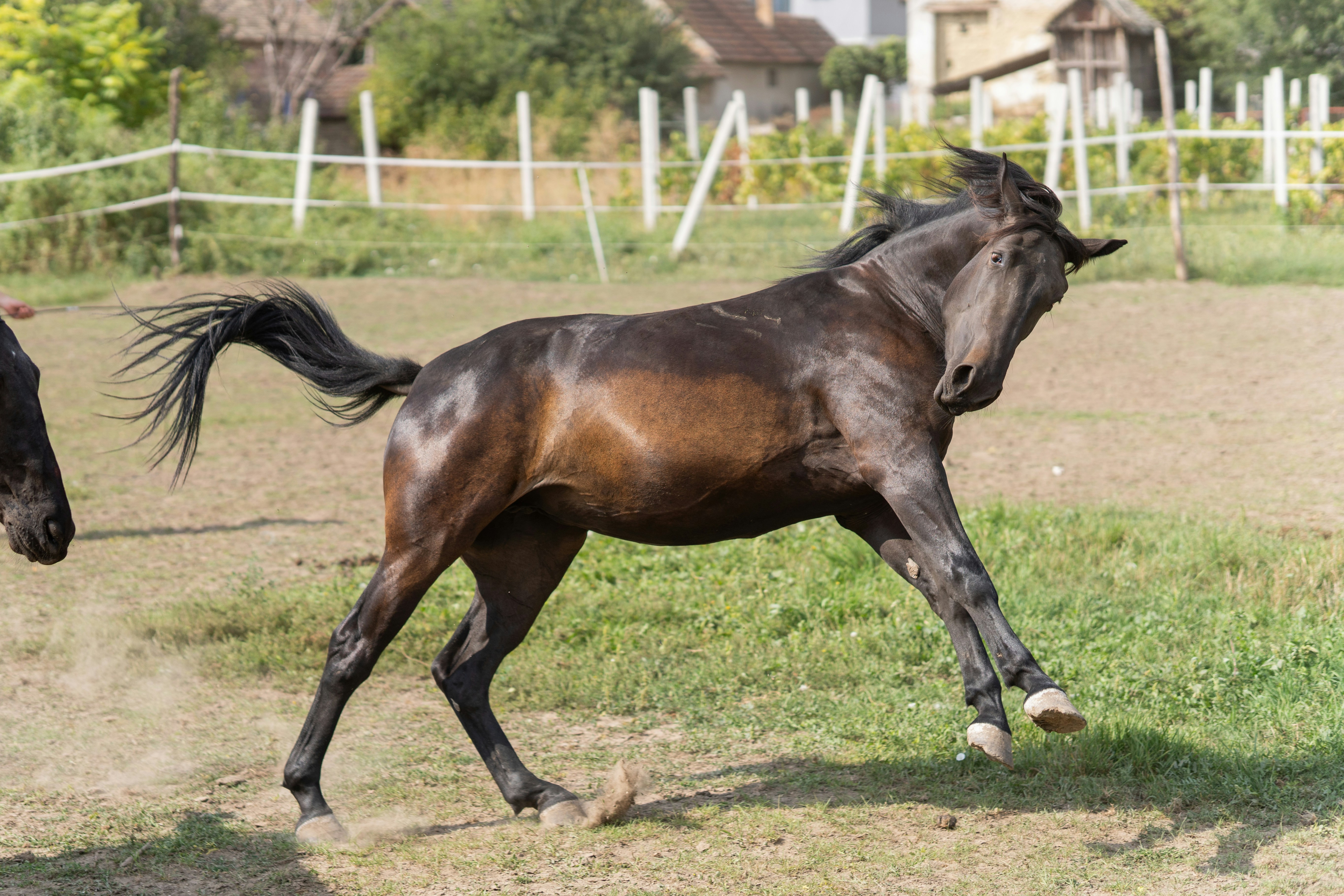 A dark brown horse running in a dusty field.