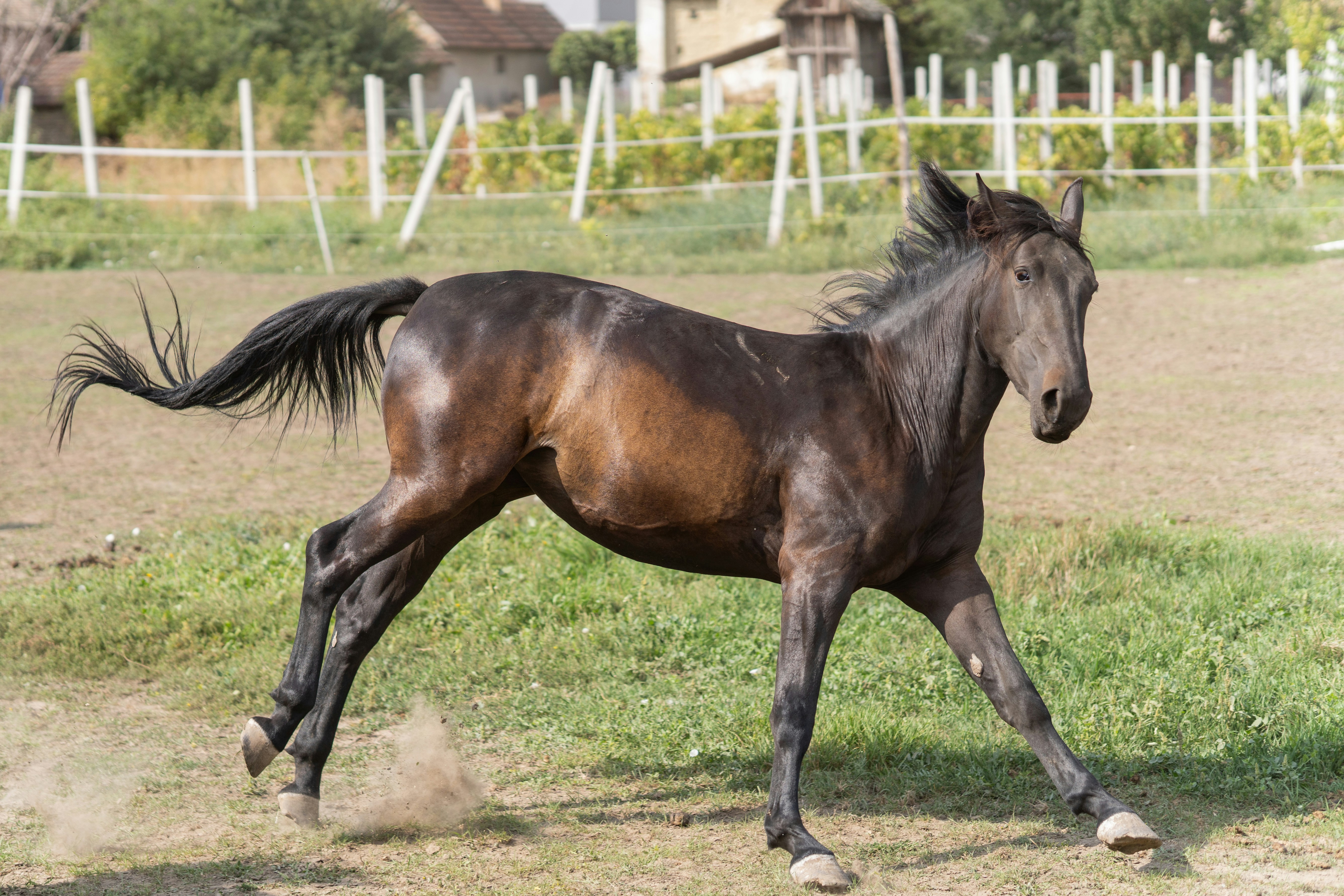 A dark brown horse running in a grassy field.