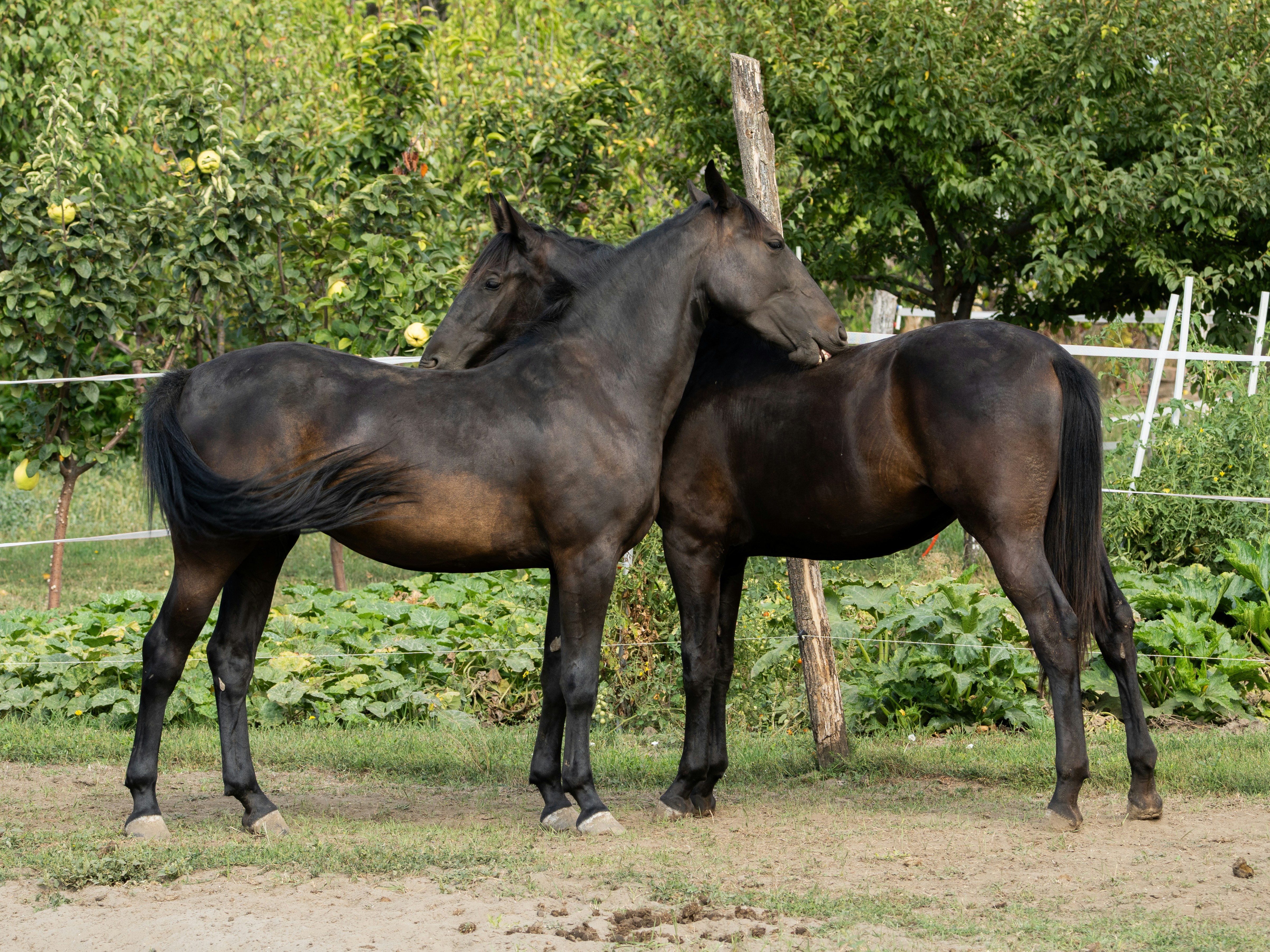 Two dark horses stand close together outdoors.
