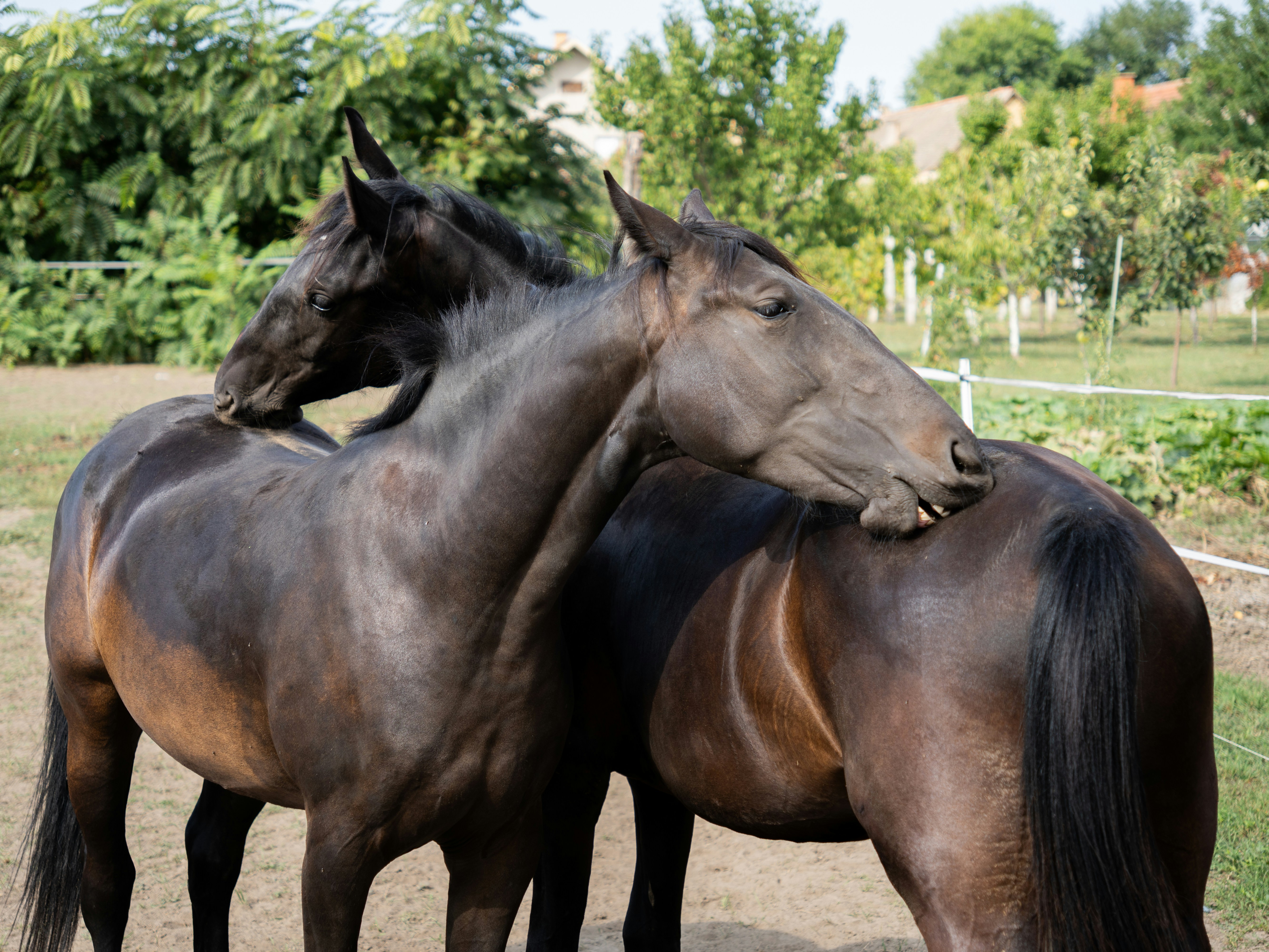 Photo by sinisalekovic