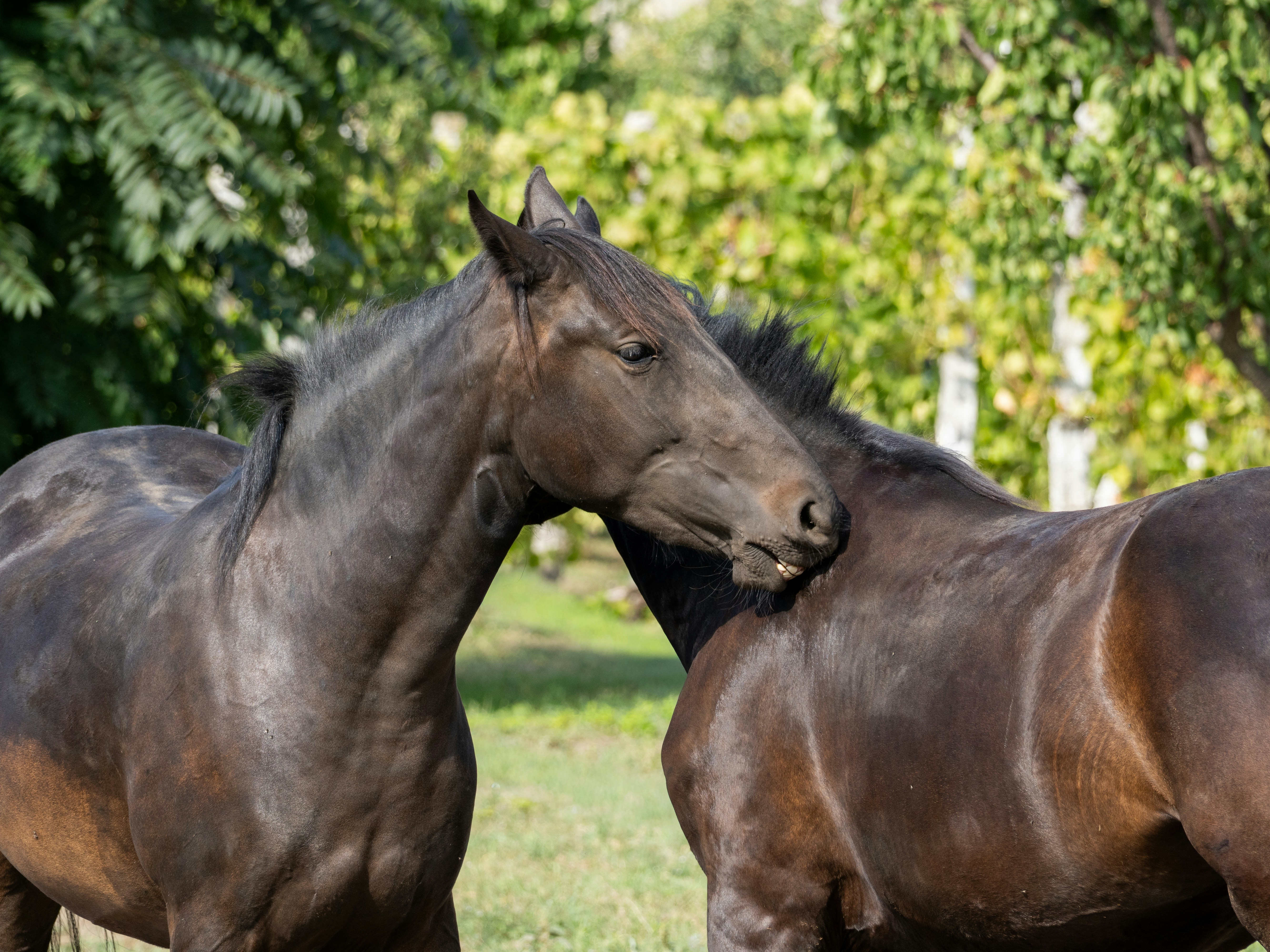 Photo by sinisalekovic