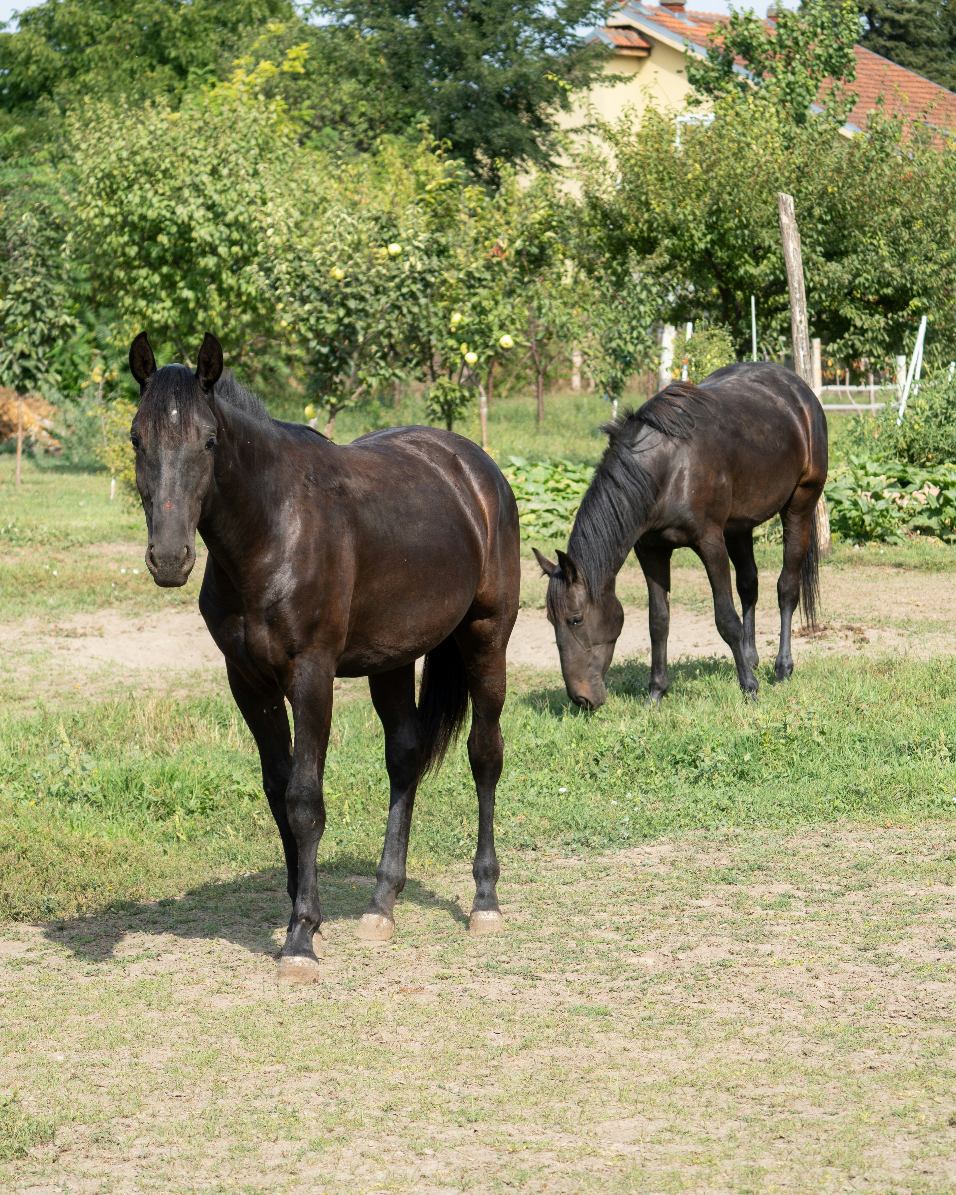 Two dark horses in a grassy field