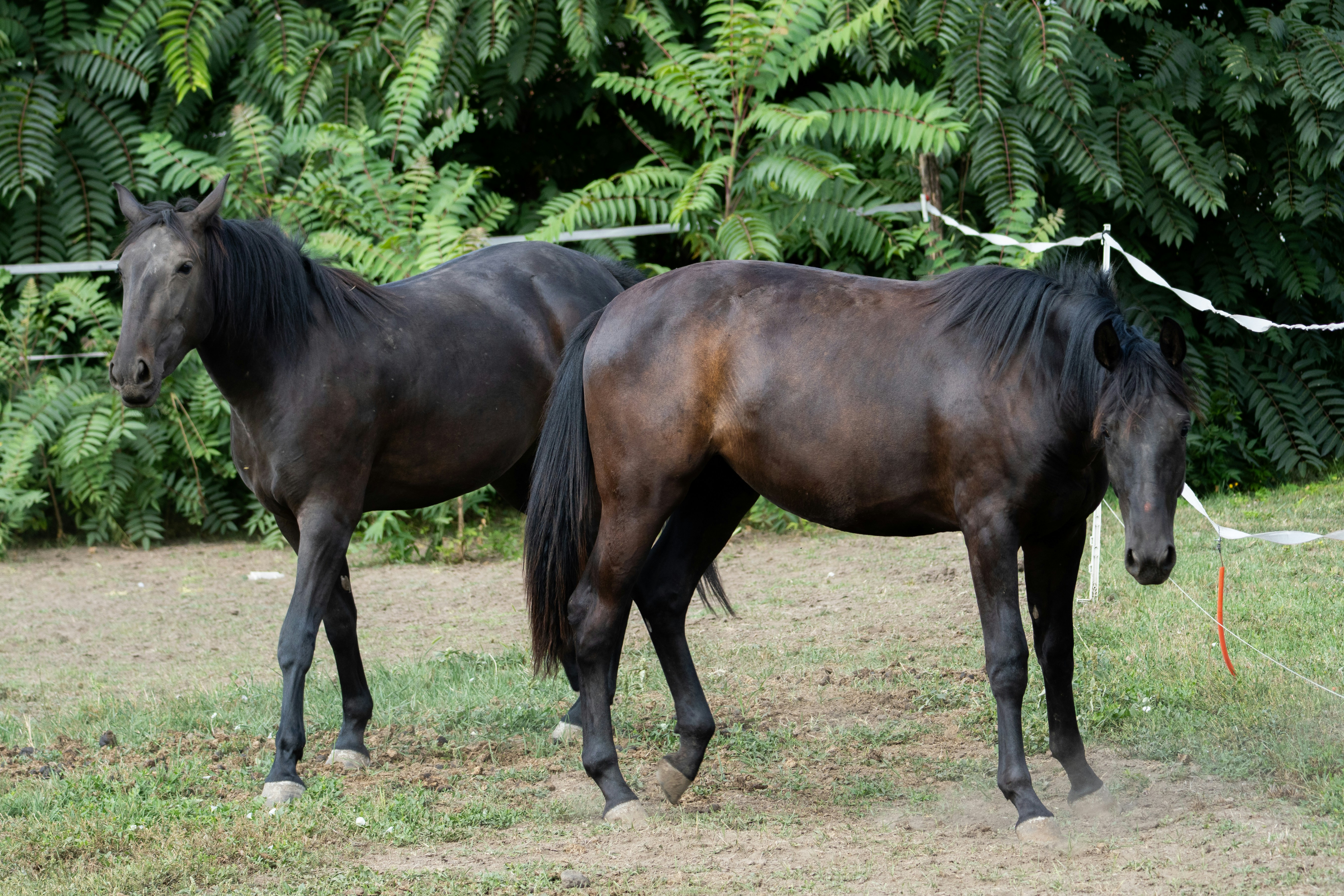 Photo by sinisalekovic