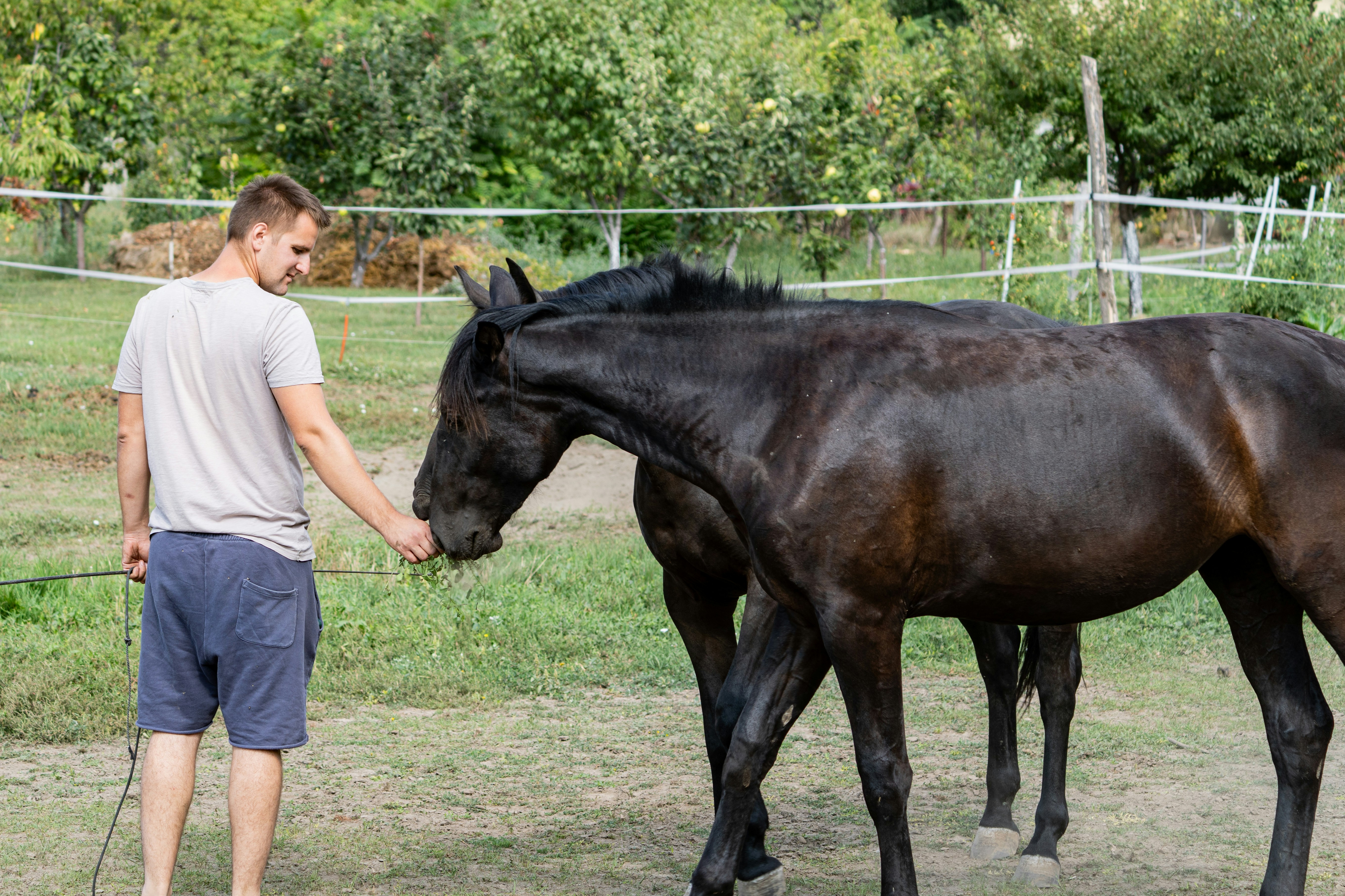 Man feeding a black horse in a grassy enclosure