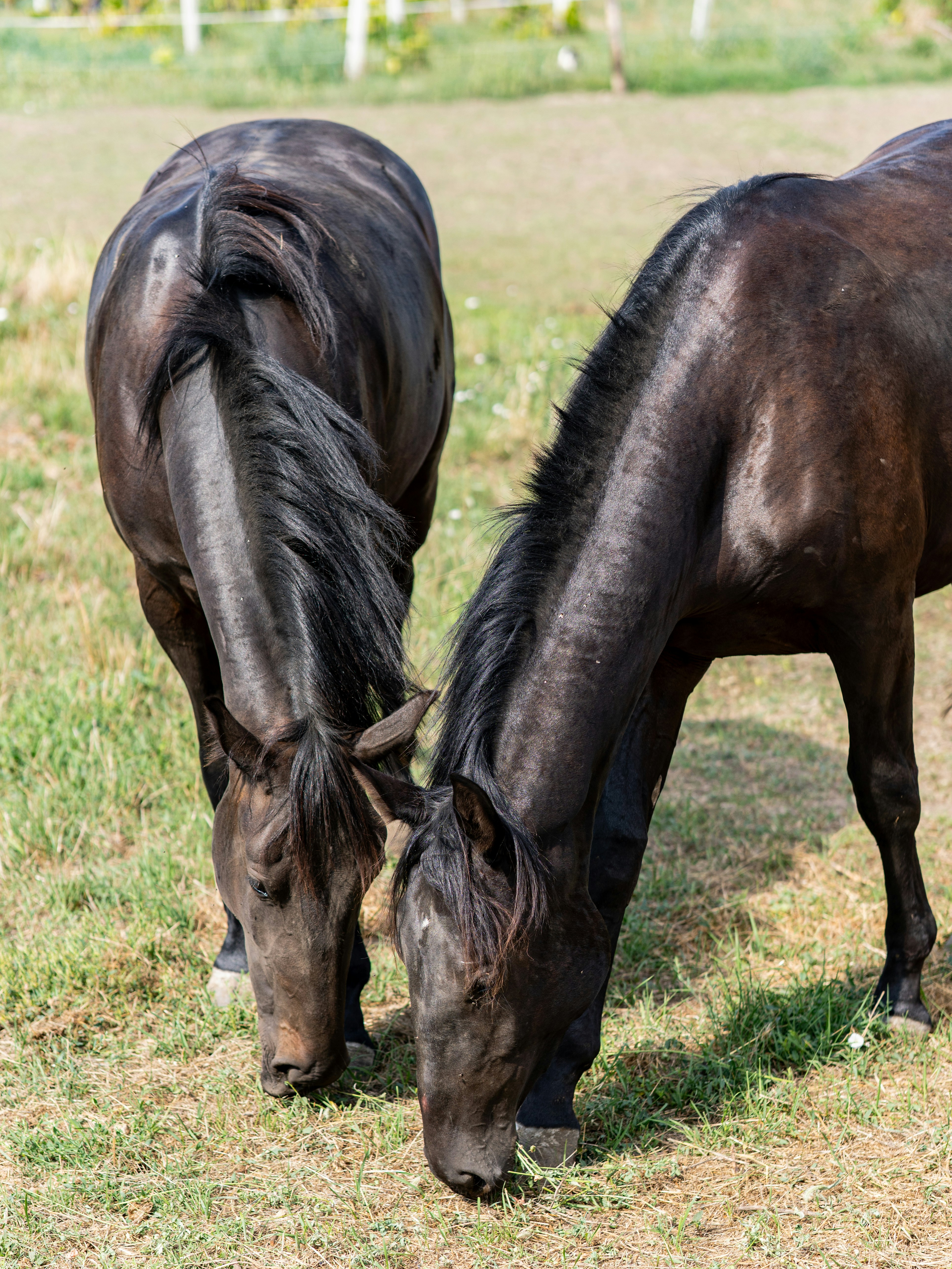 Photo by sinisalekovic