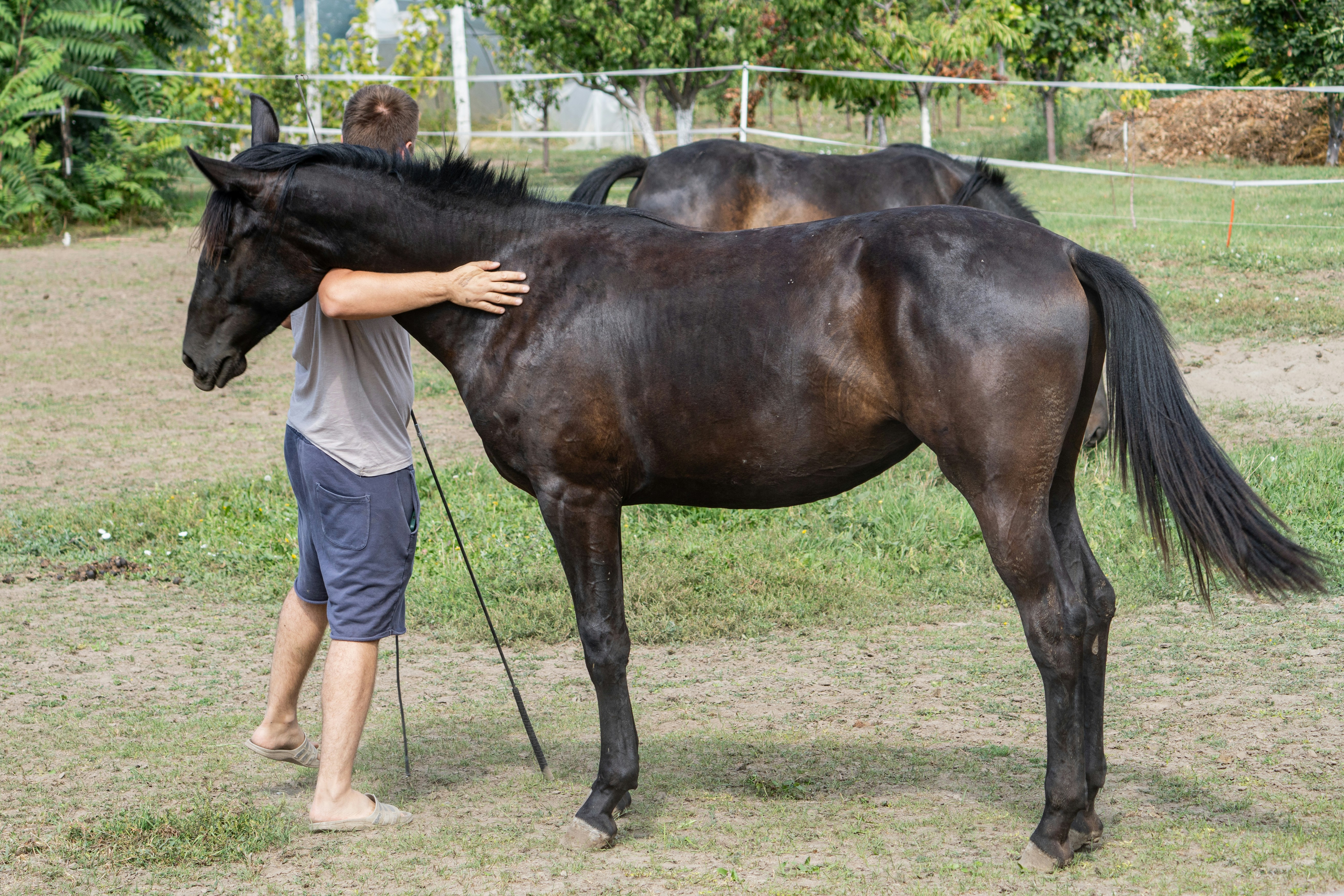 Person petting a dark brown horse in a field