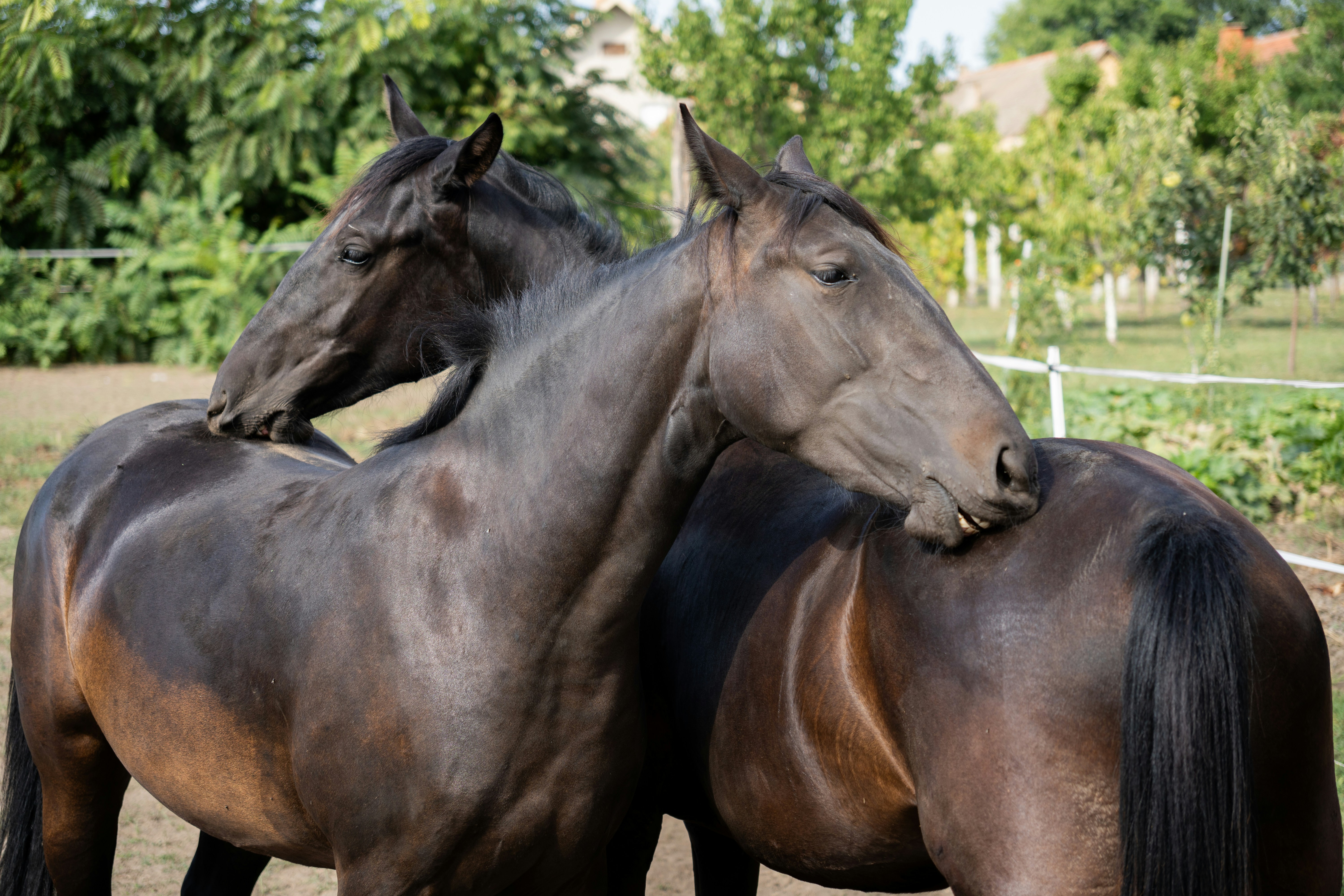 Photo by sinisalekovic