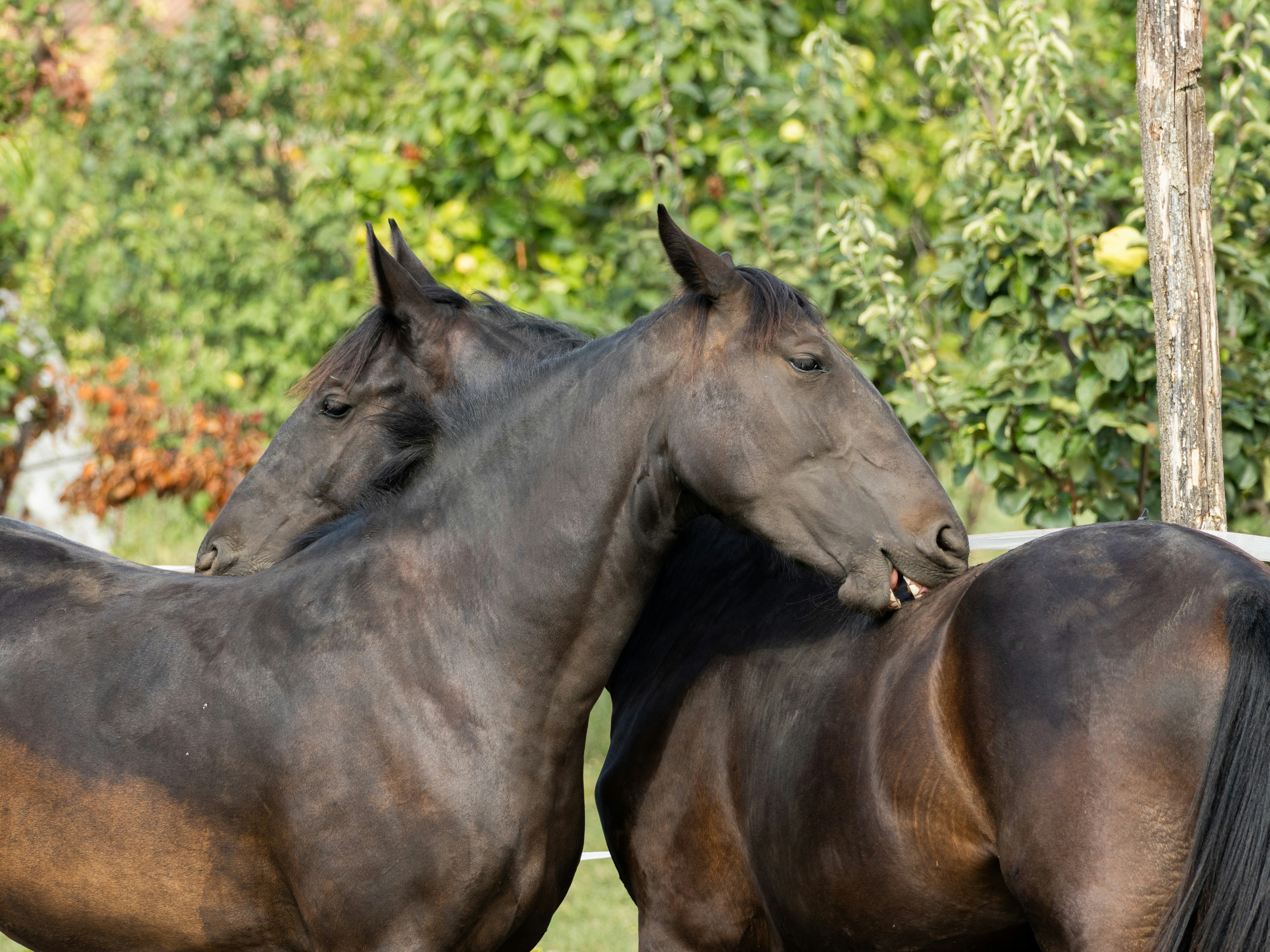 Photo by sinisalekovic