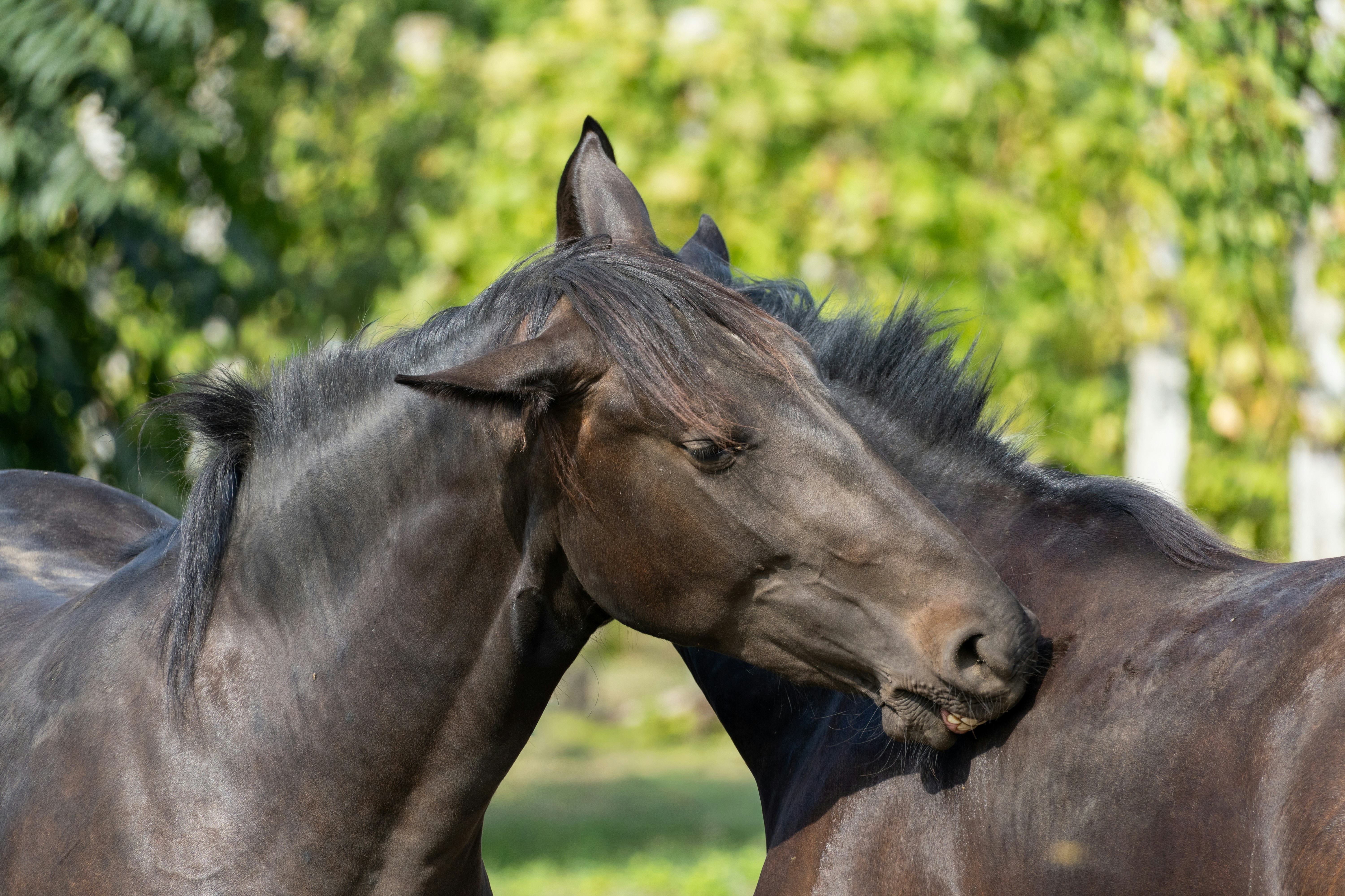 Photo by sinisalekovic