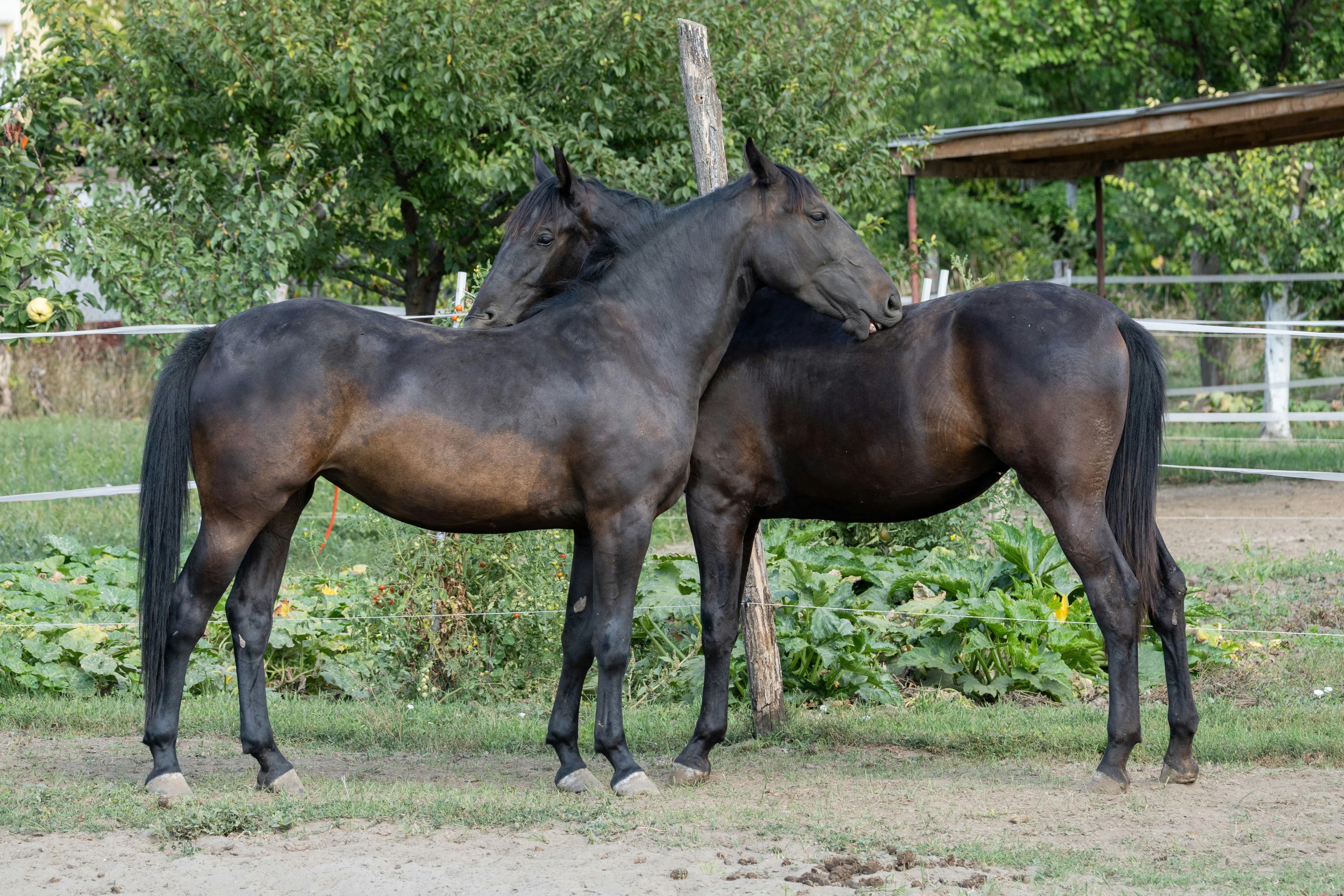 Photo by sinisalekovic