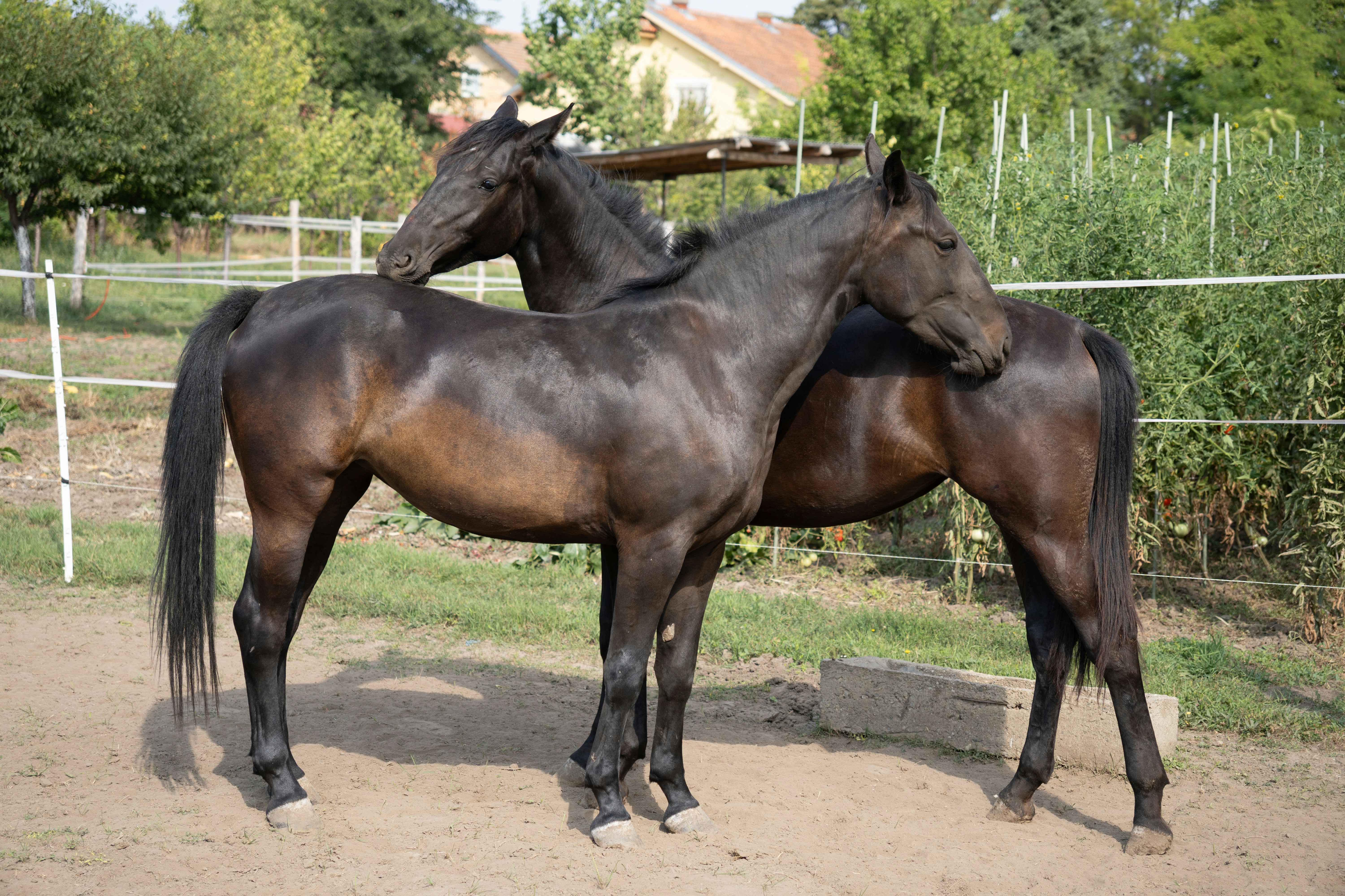 Two dark horses standing together in a fenced area.