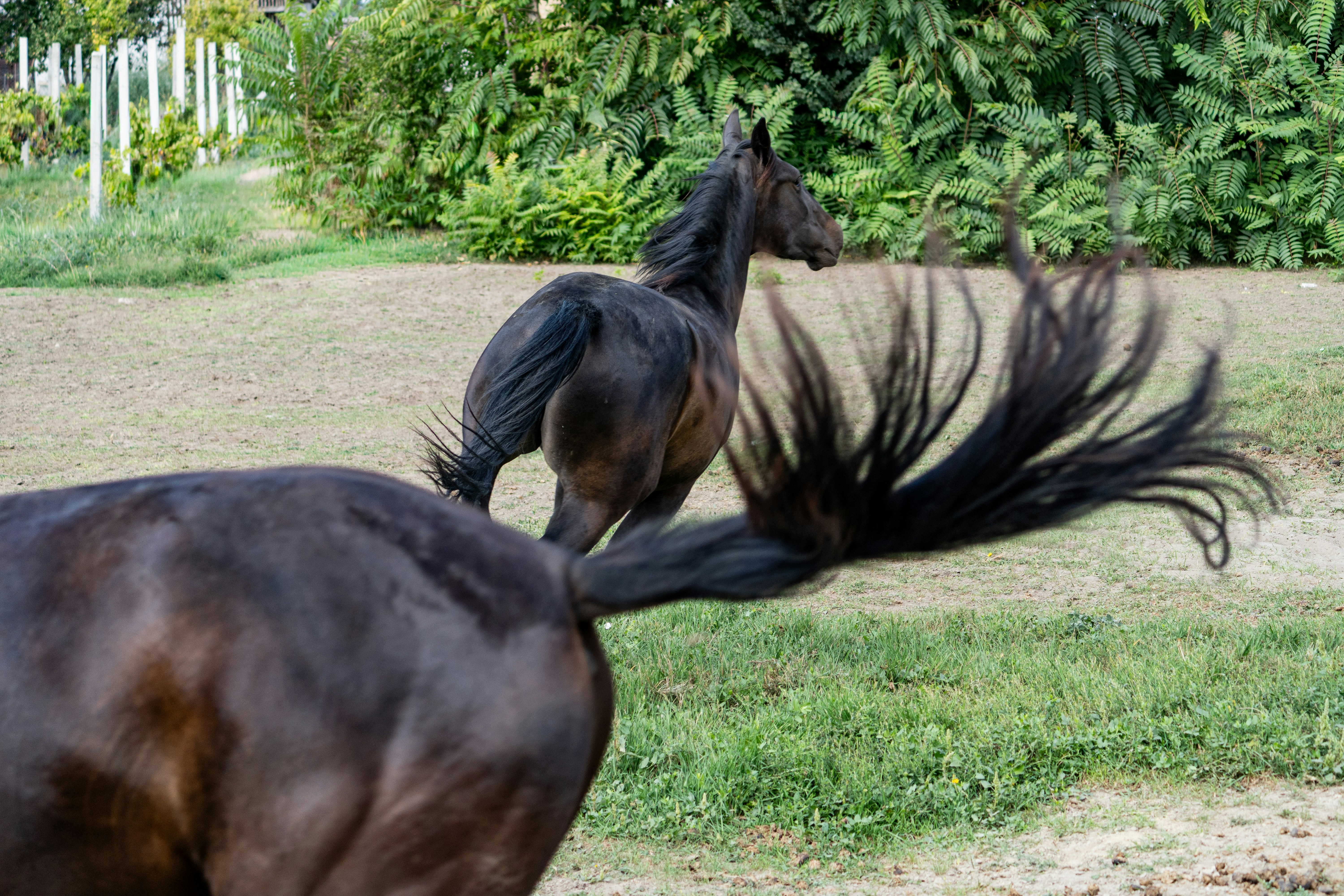 Beautifully groomed horse with detangled tail
