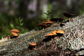 Mushrooms growing on a mossy log in a forest