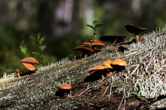 Mushrooms growing on a mossy log in a forest