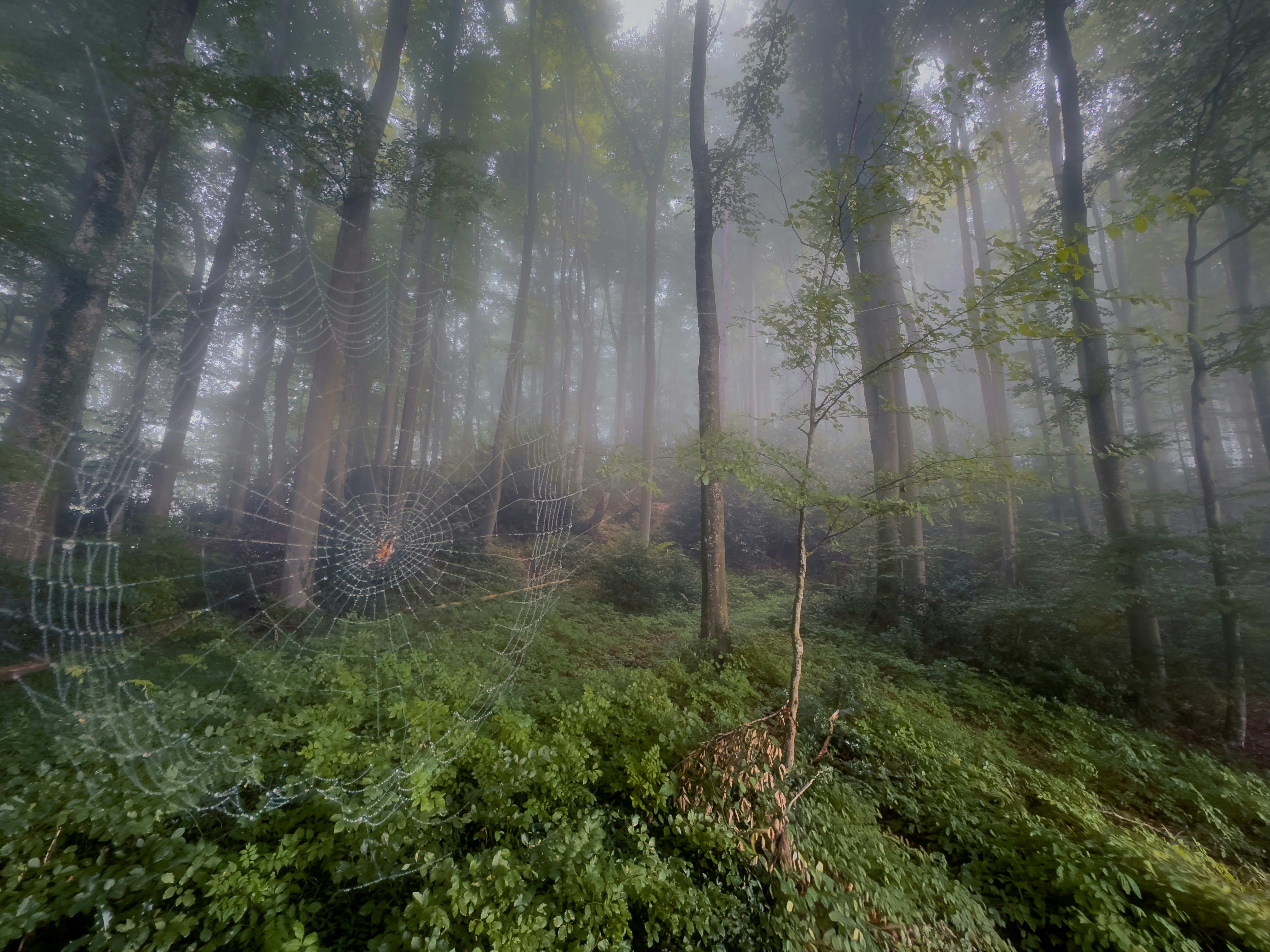 Misty forest with large spiderweb among trees.