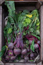 Fresh beets with green leaves in a wooden crate