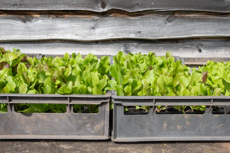 Two crates of fresh lettuce seedlings